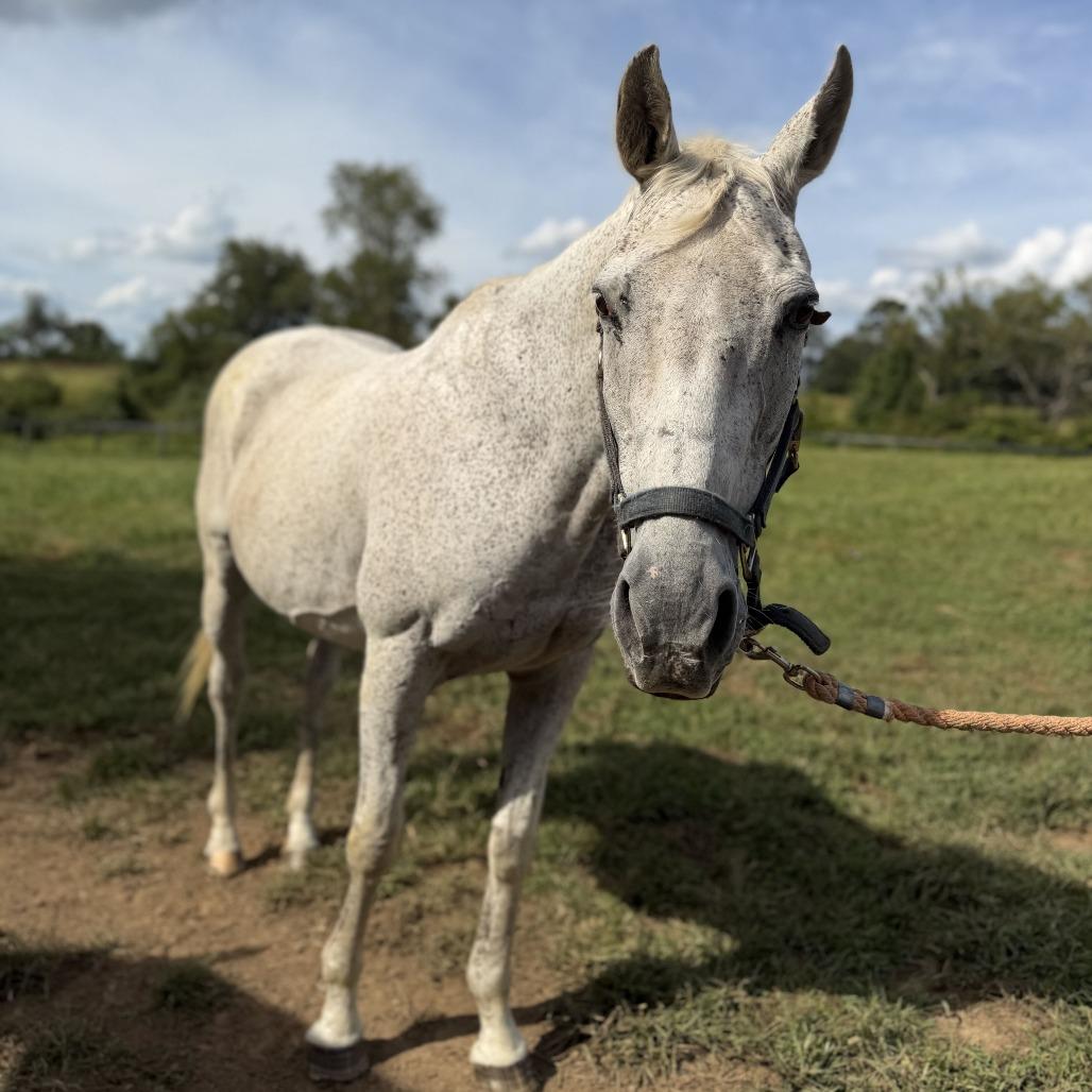 Enlarge Silver, a Adoptable Thoroughbred in Marshall, VA image 6/6