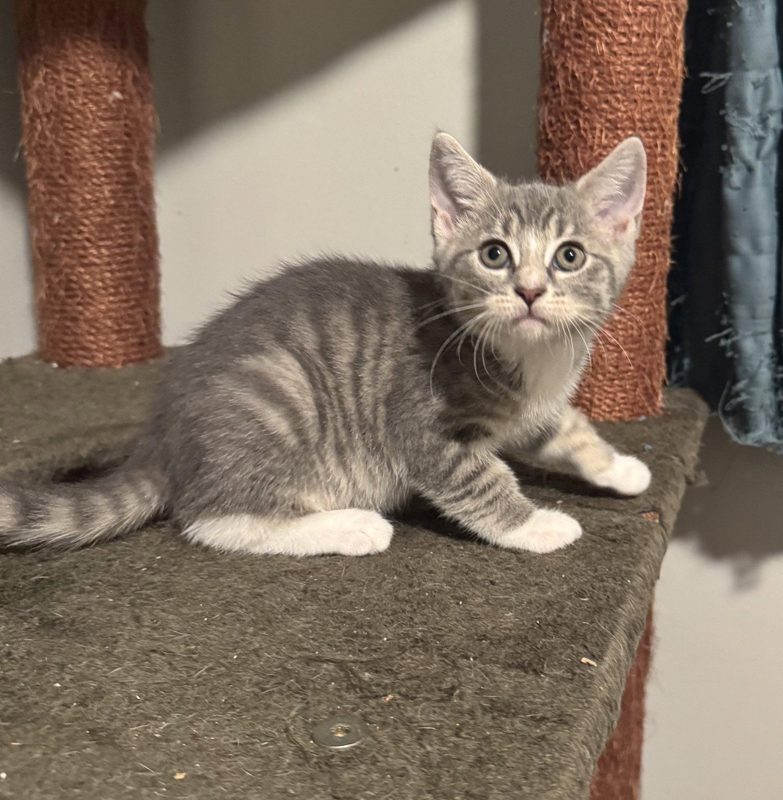 Bay, Adoptable, Young Female Domestic Short Hair.