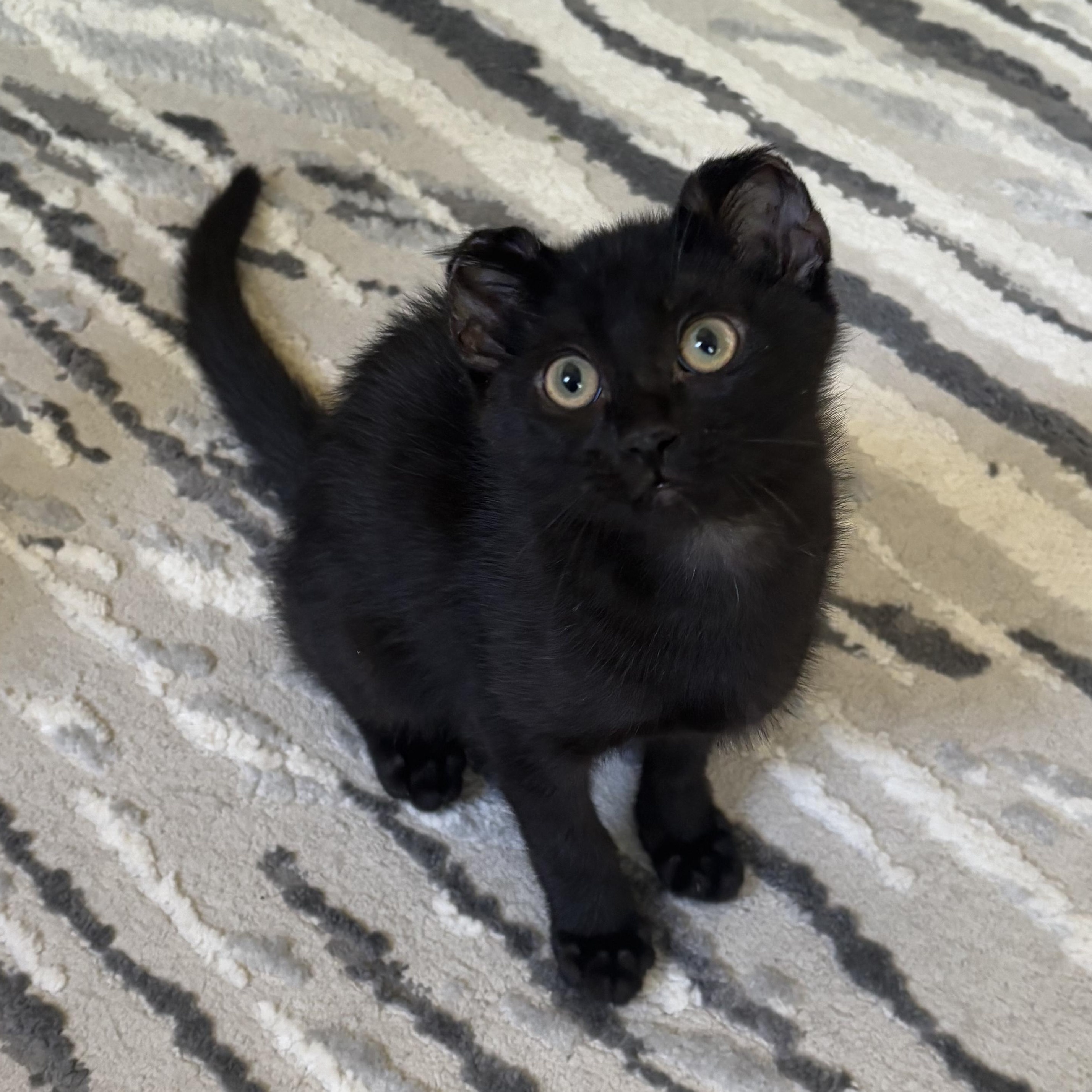 Jerry (Bonded to Ben) Domestic Short Hair Cat