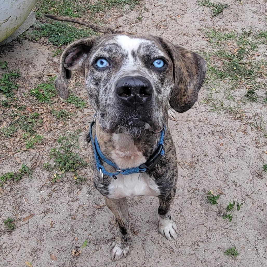 Enlarge Pixel, a Adoptable Mixed Breed in Lake Panasoffkee, FL image 1/6