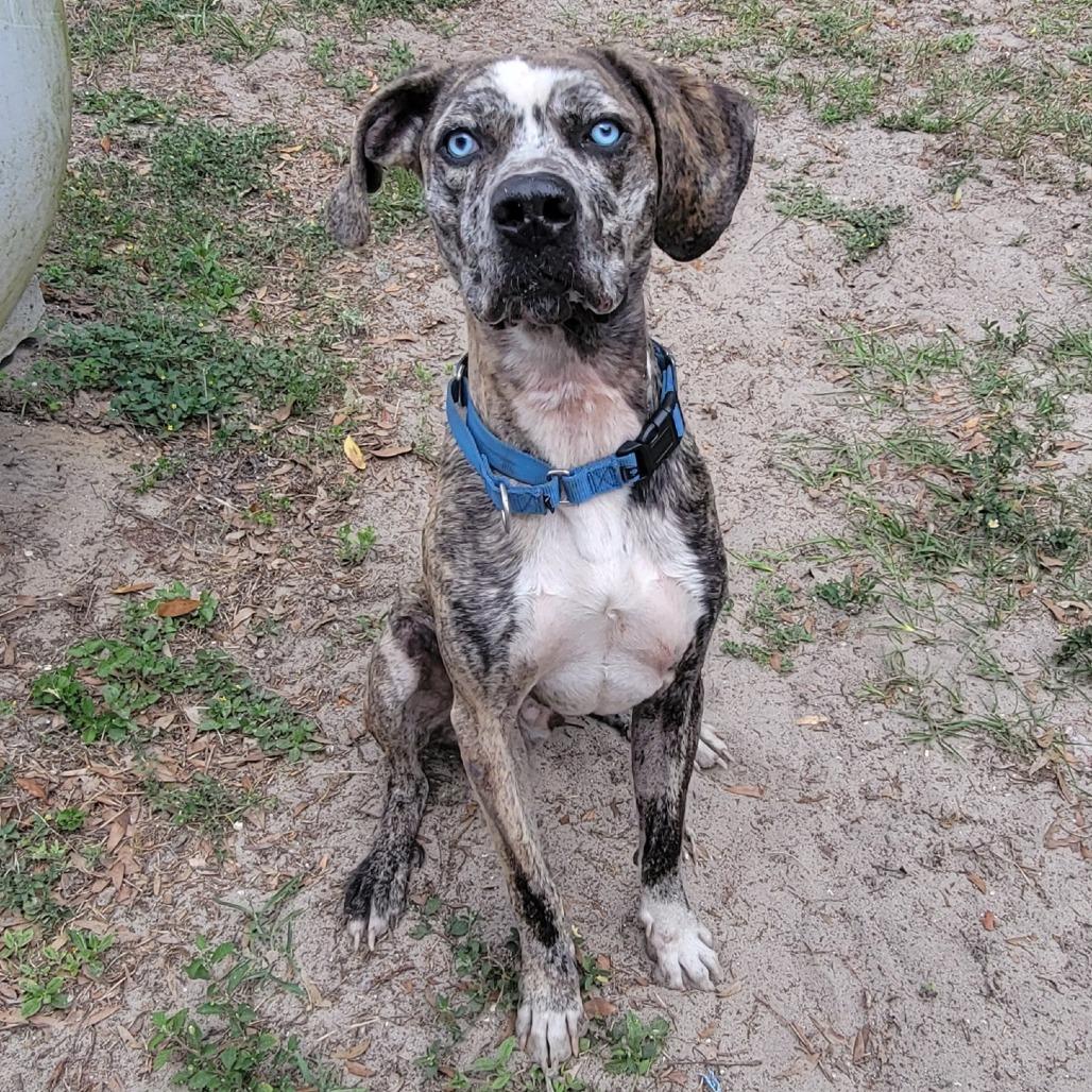 Enlarge Pixel, a Adoptable Mixed Breed in Lake Panasoffkee, FL image 2/6