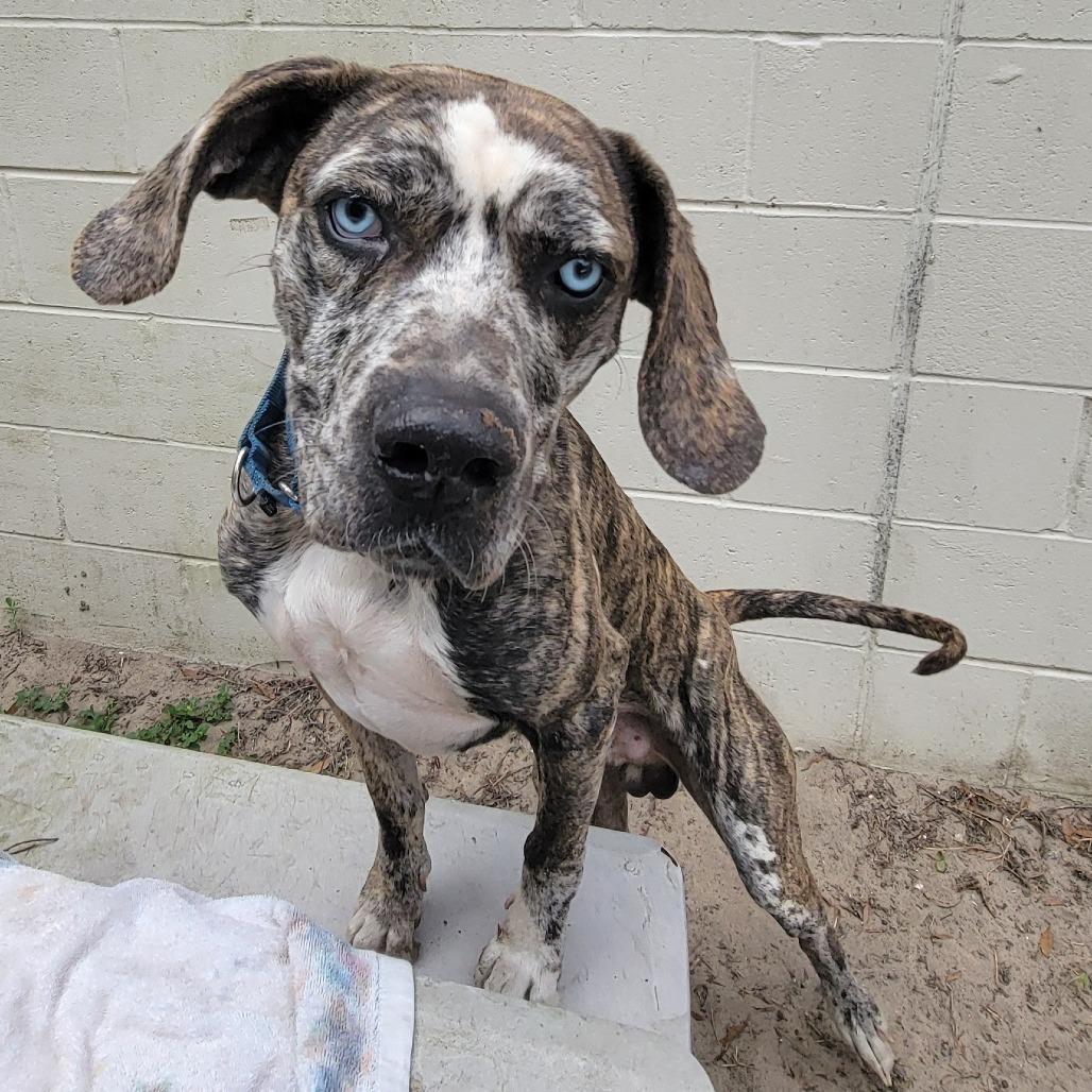 Enlarge Pixel, a Adoptable Mixed Breed in Lake Panasoffkee, FL image 3/6