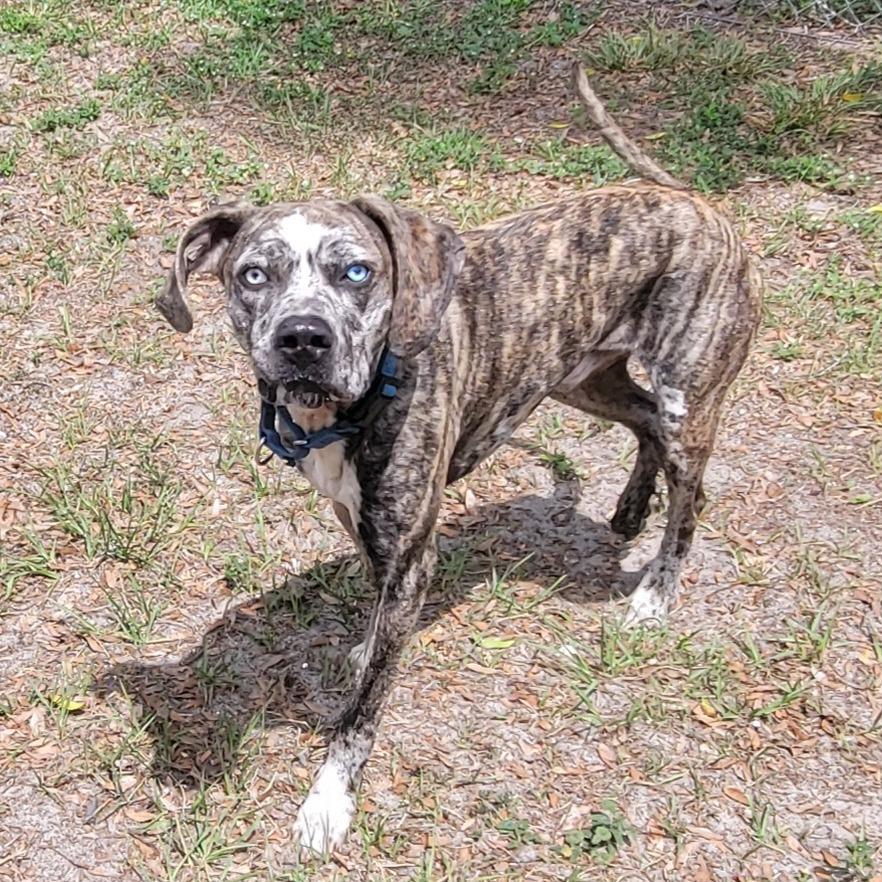 Enlarge Pixel, a Adoptable Mixed Breed in Lake Panasoffkee, FL image 4/6