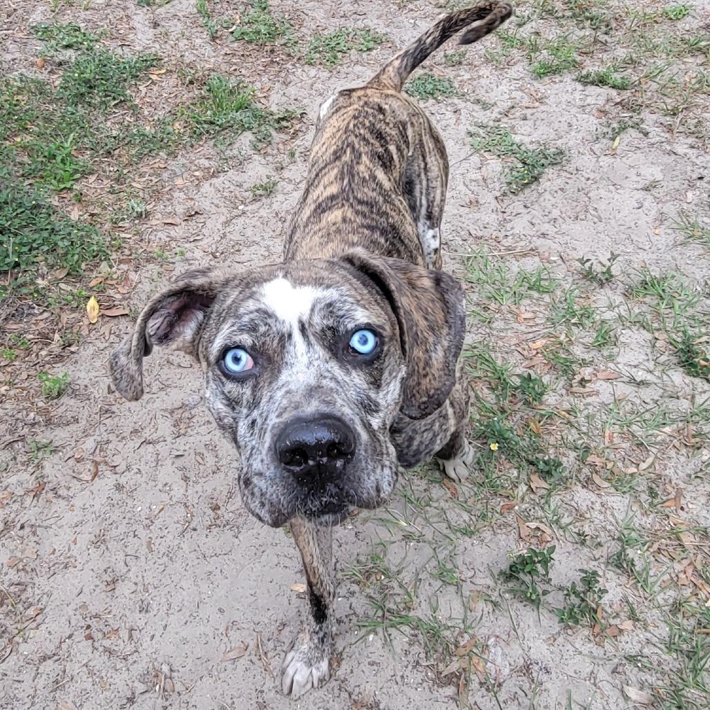 Enlarge Pixel, a Adoptable Mixed Breed in Lake Panasoffkee, FL image 5/6