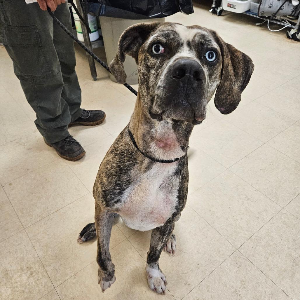 Enlarge Pixel, a Adoptable Mixed Breed in Lake Panasoffkee, FL image 6/6