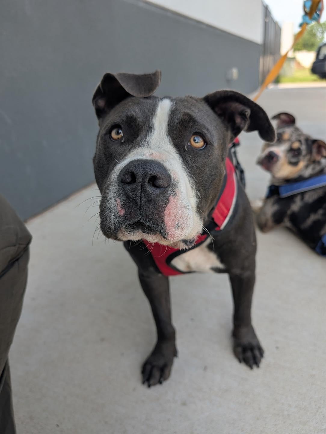 Stitch, Adopted, Adult Male American Bully.