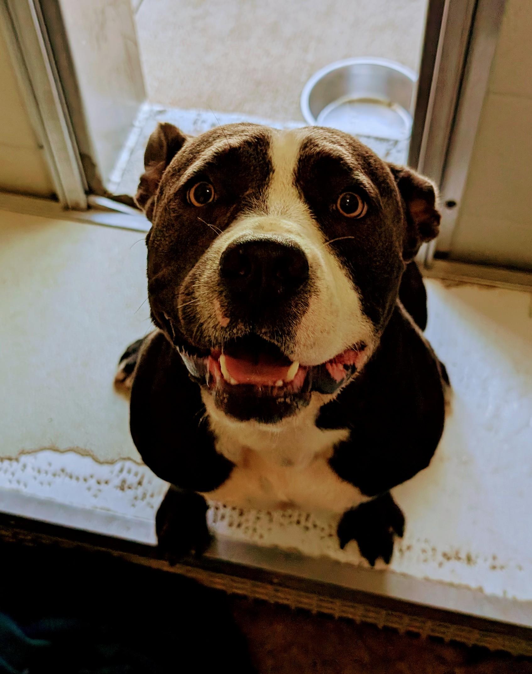 Enlarge Stitch, a Adopted mixed breed in Warr Acres, OK image 3/3