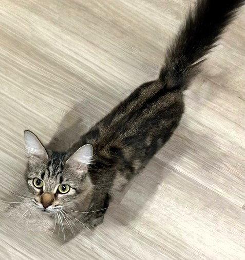 Bernice, Adopted, Adult Female Domestic Medium Hair.