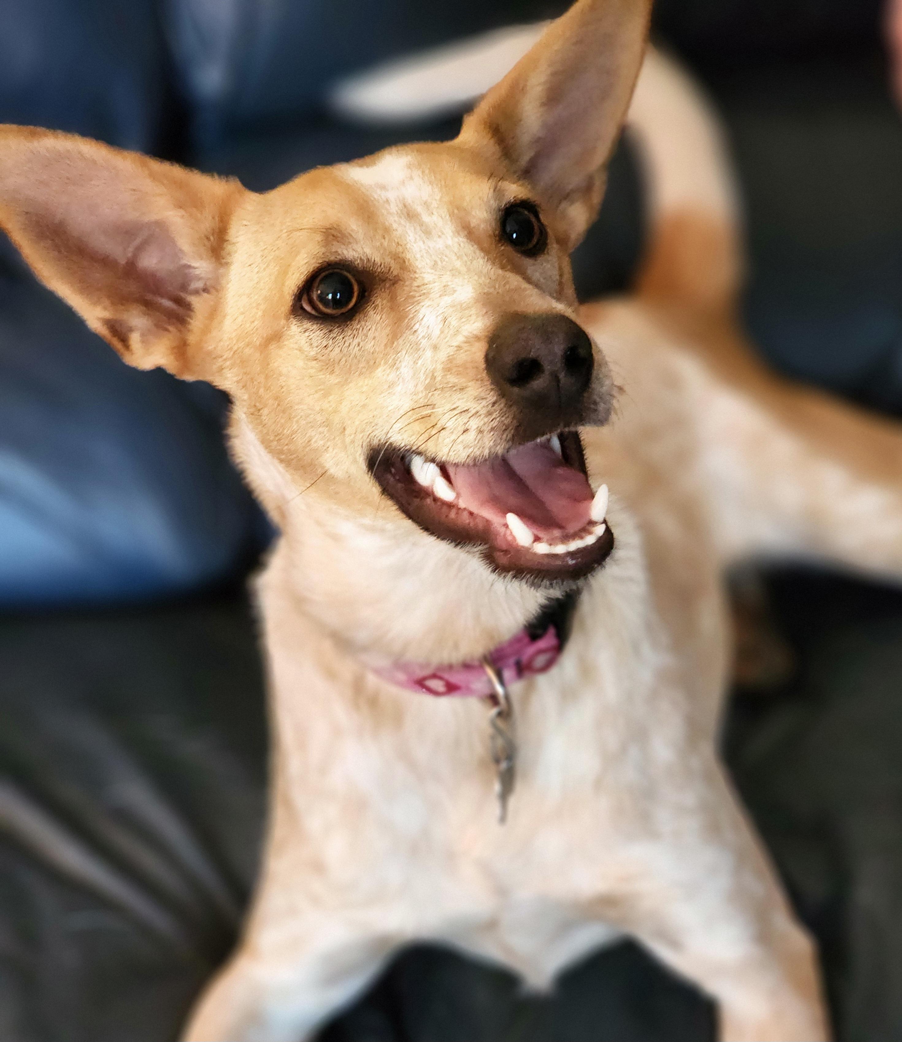 Roux, a ADOPTABLE Australian Cattle Dog / Blue Heeler in Lisbon, IA image 1/6