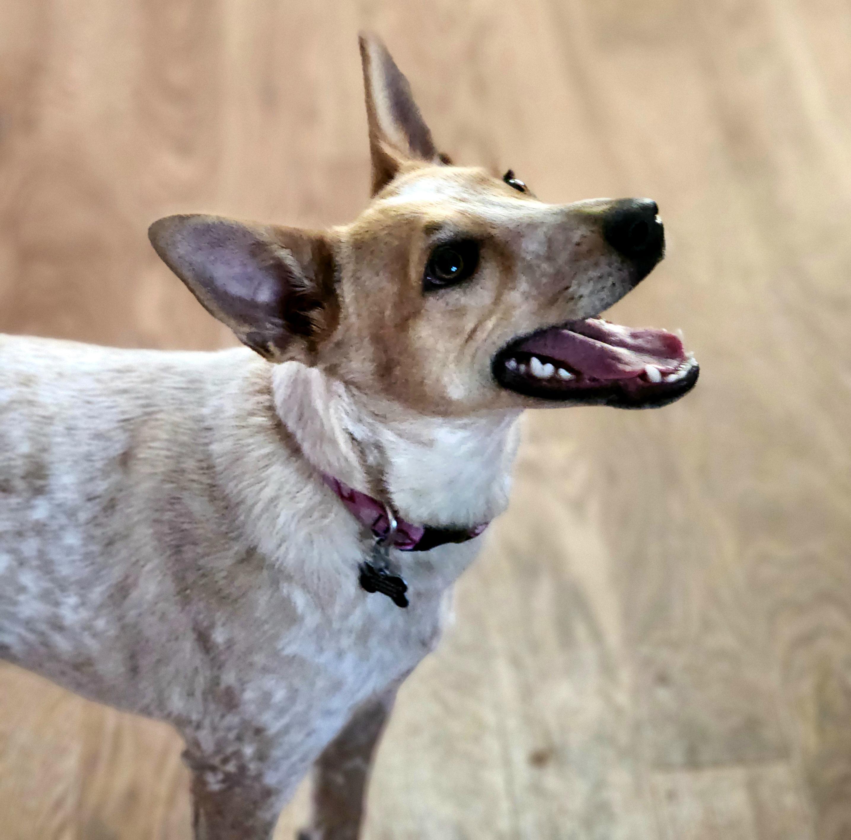 Roux, a ADOPTABLE Australian Cattle Dog / Blue Heeler in Lisbon, IA image 3/6