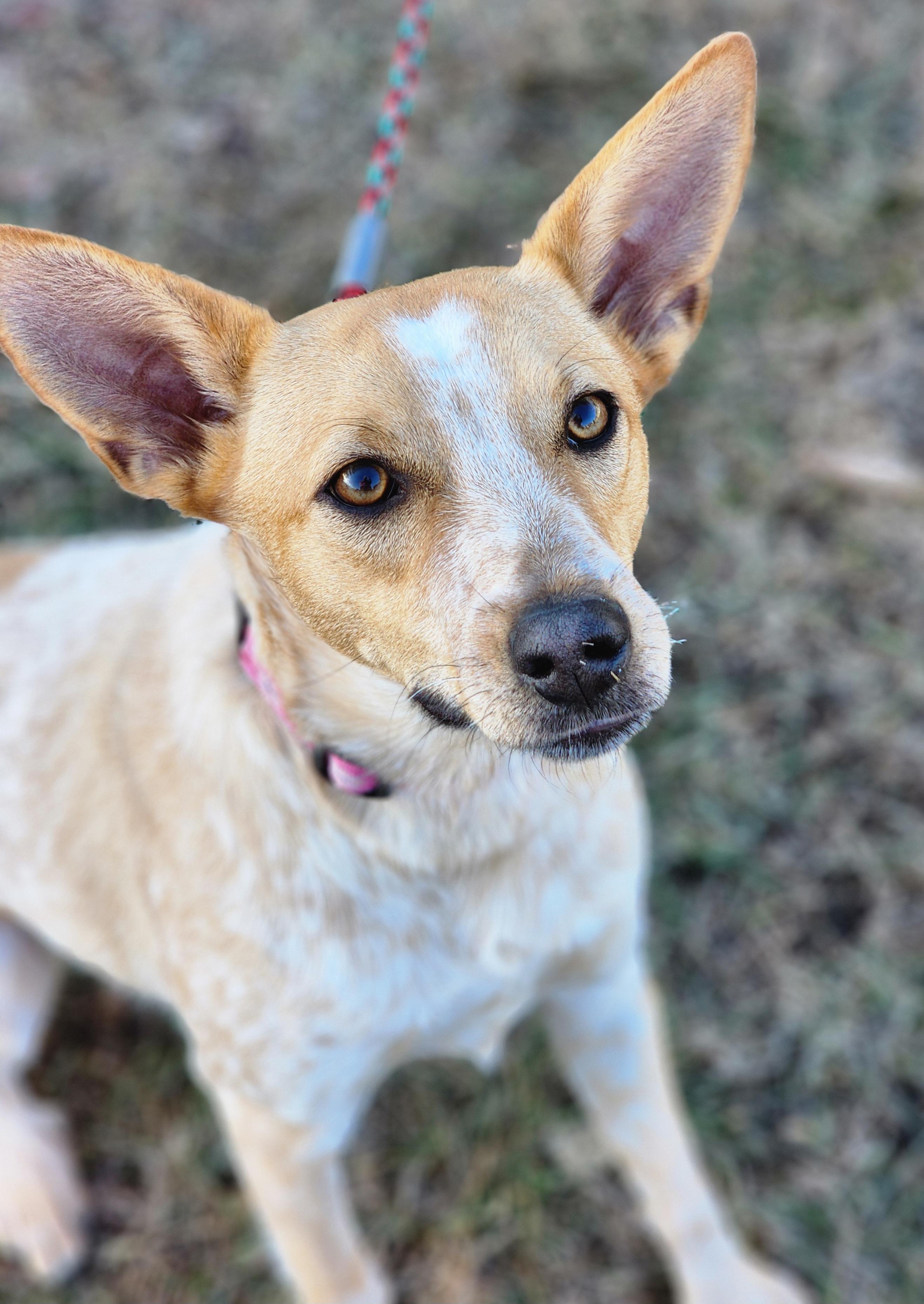 Roux, a ADOPTABLE Australian Cattle Dog / Blue Heeler in Lisbon, IA image 5/6