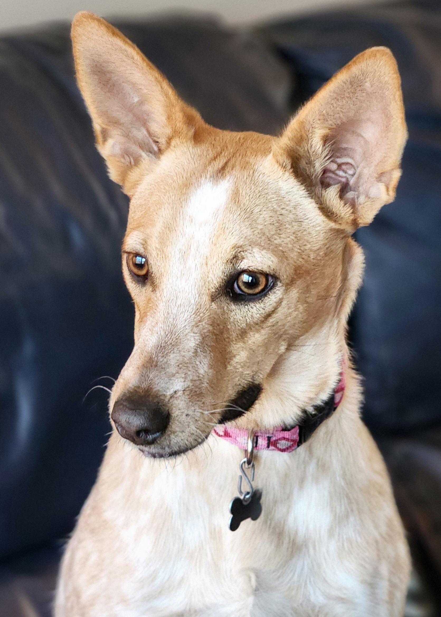 Roux, a ADOPTABLE Australian Cattle Dog / Blue Heeler in Lisbon, IA image 2/6