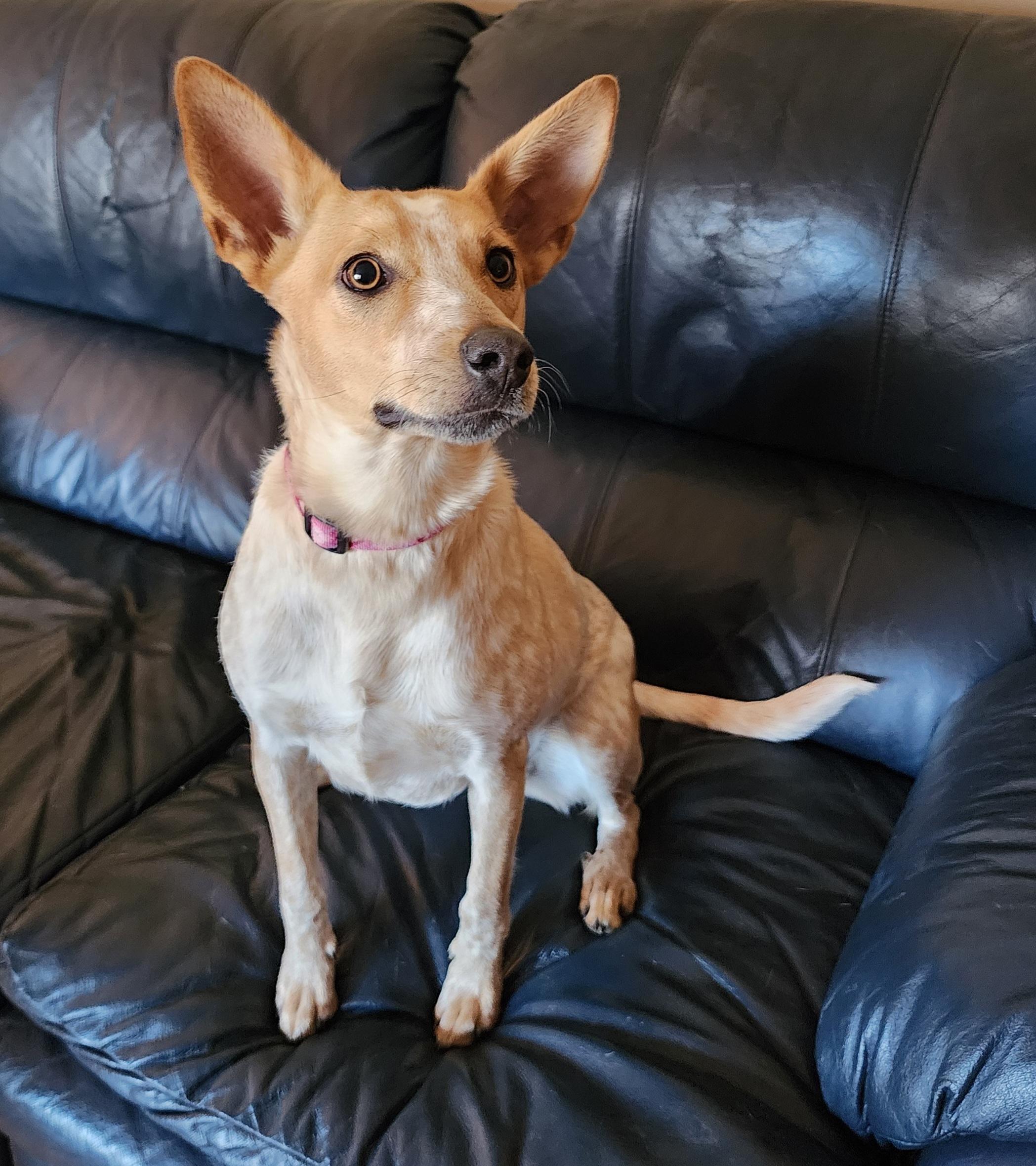 Roux, a ADOPTABLE Australian Cattle Dog / Blue Heeler in Lisbon, IA image 6/6