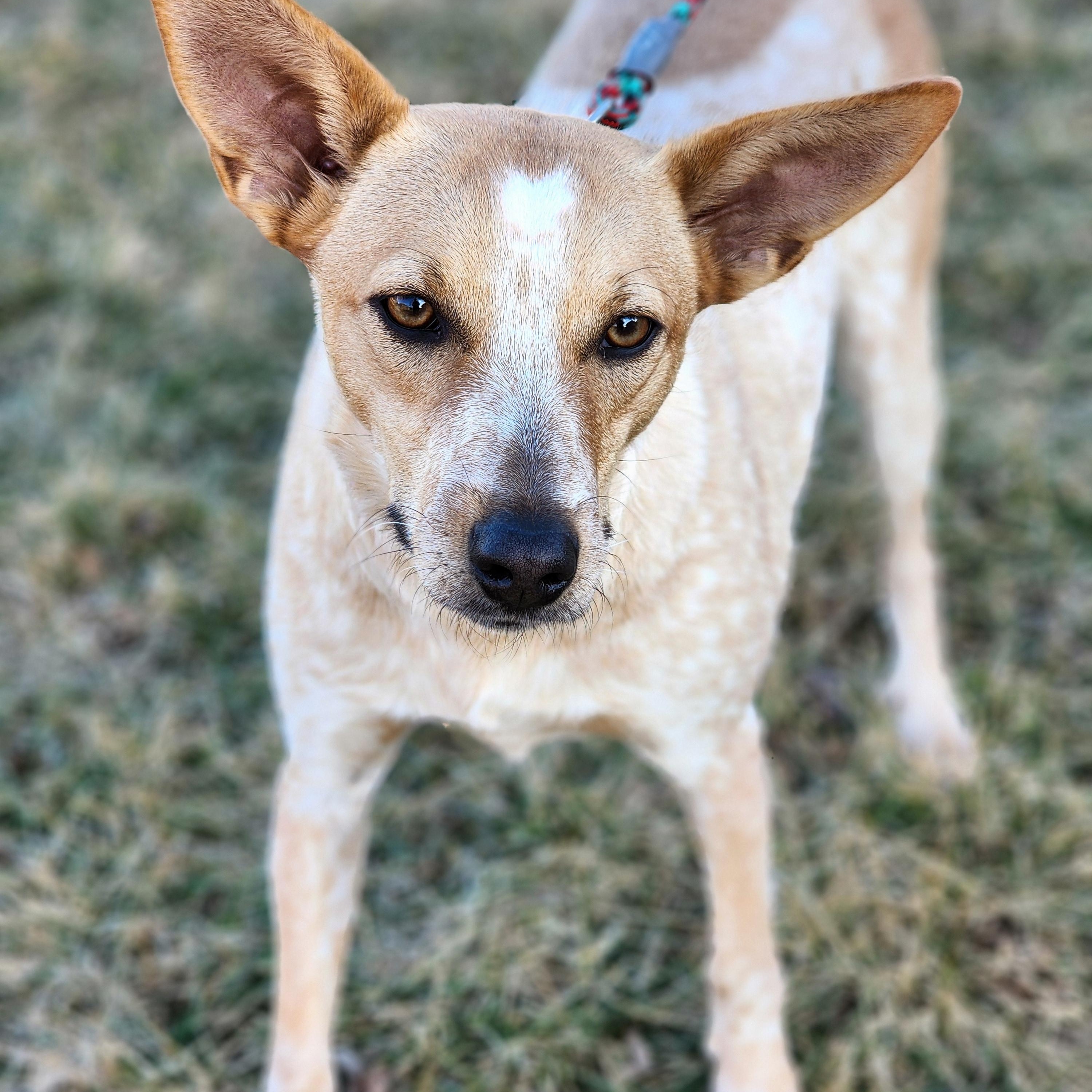 Roux, a ADOPTABLE Australian Cattle Dog / Blue Heeler in Lisbon, IA image 4/6