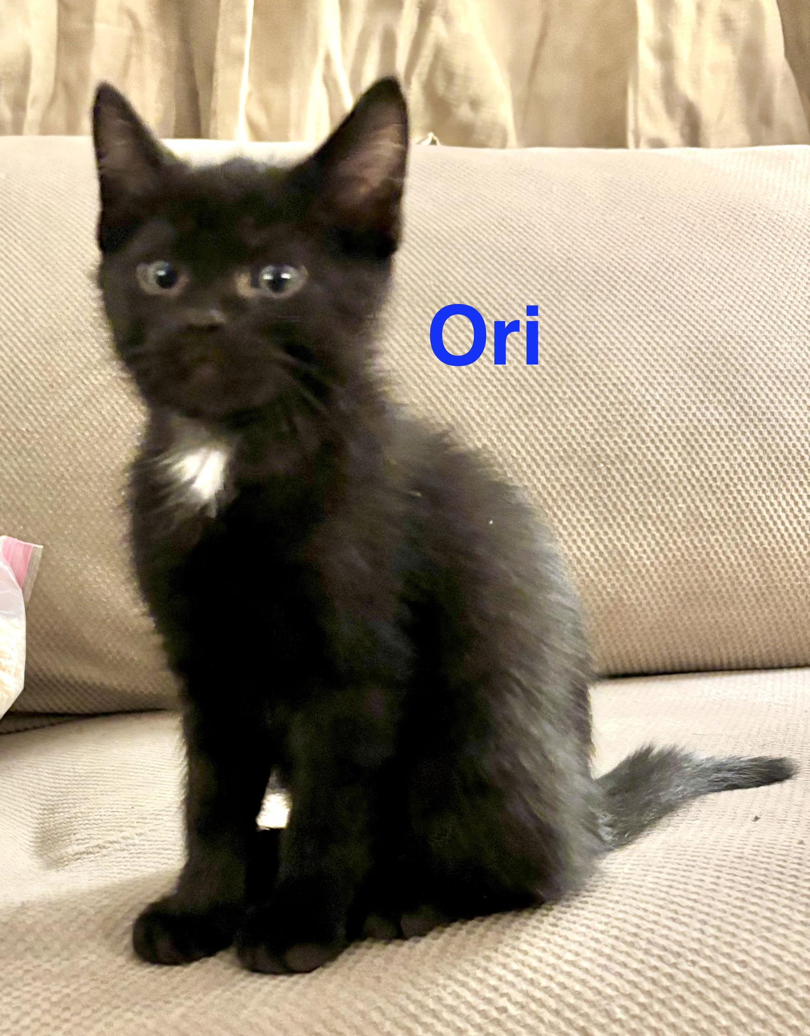 Ori, Adoptable, Young Male Domestic Short Hair.