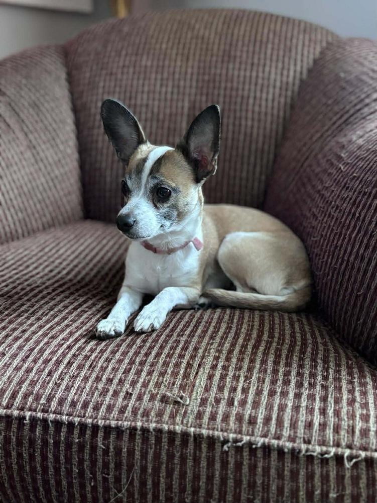 Tinsley, Adoptable, Adult Female Chihuahua.