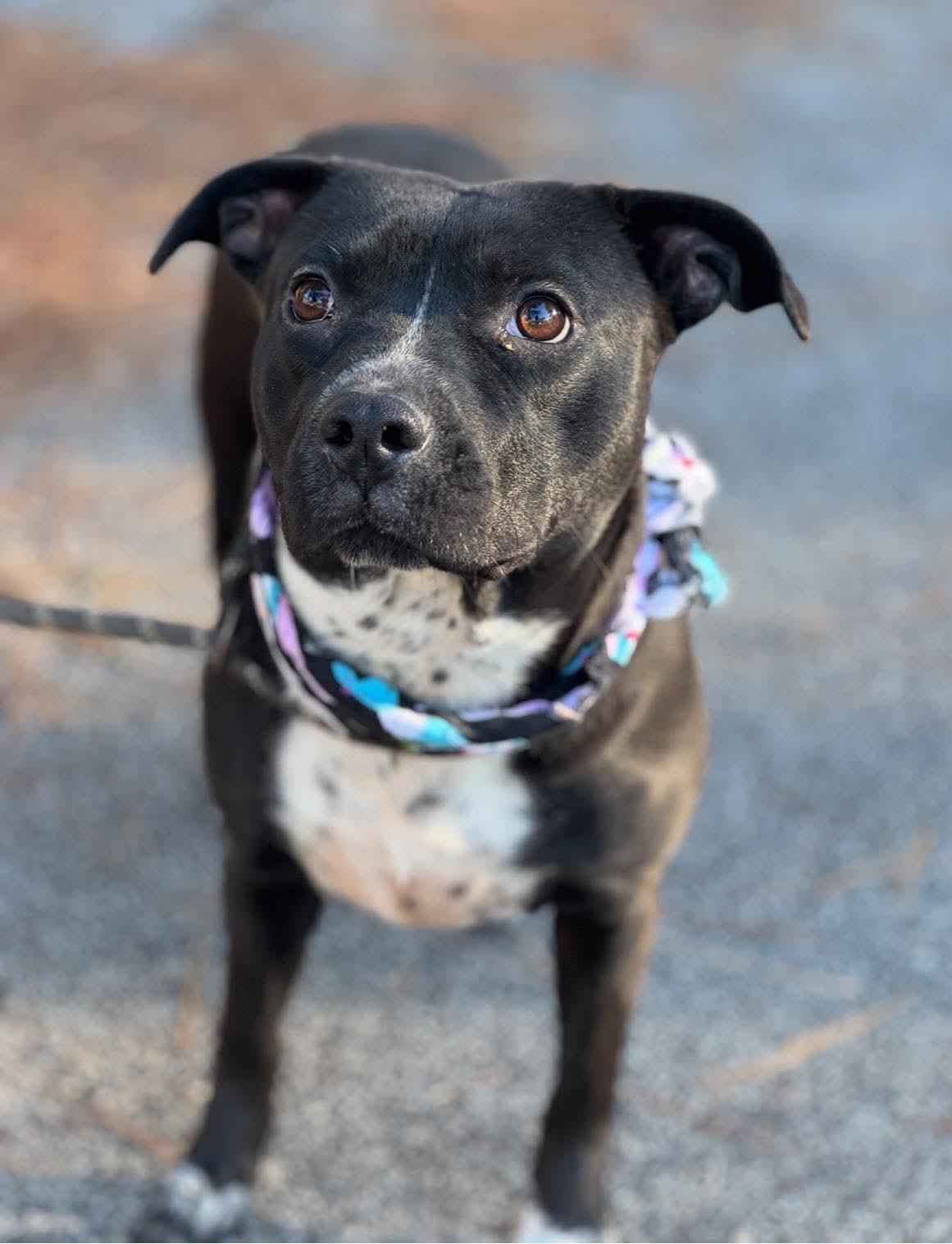 Enlarge Winnie, a ADOPTABLE Mixed Breed in Charleston , SC image 1/1