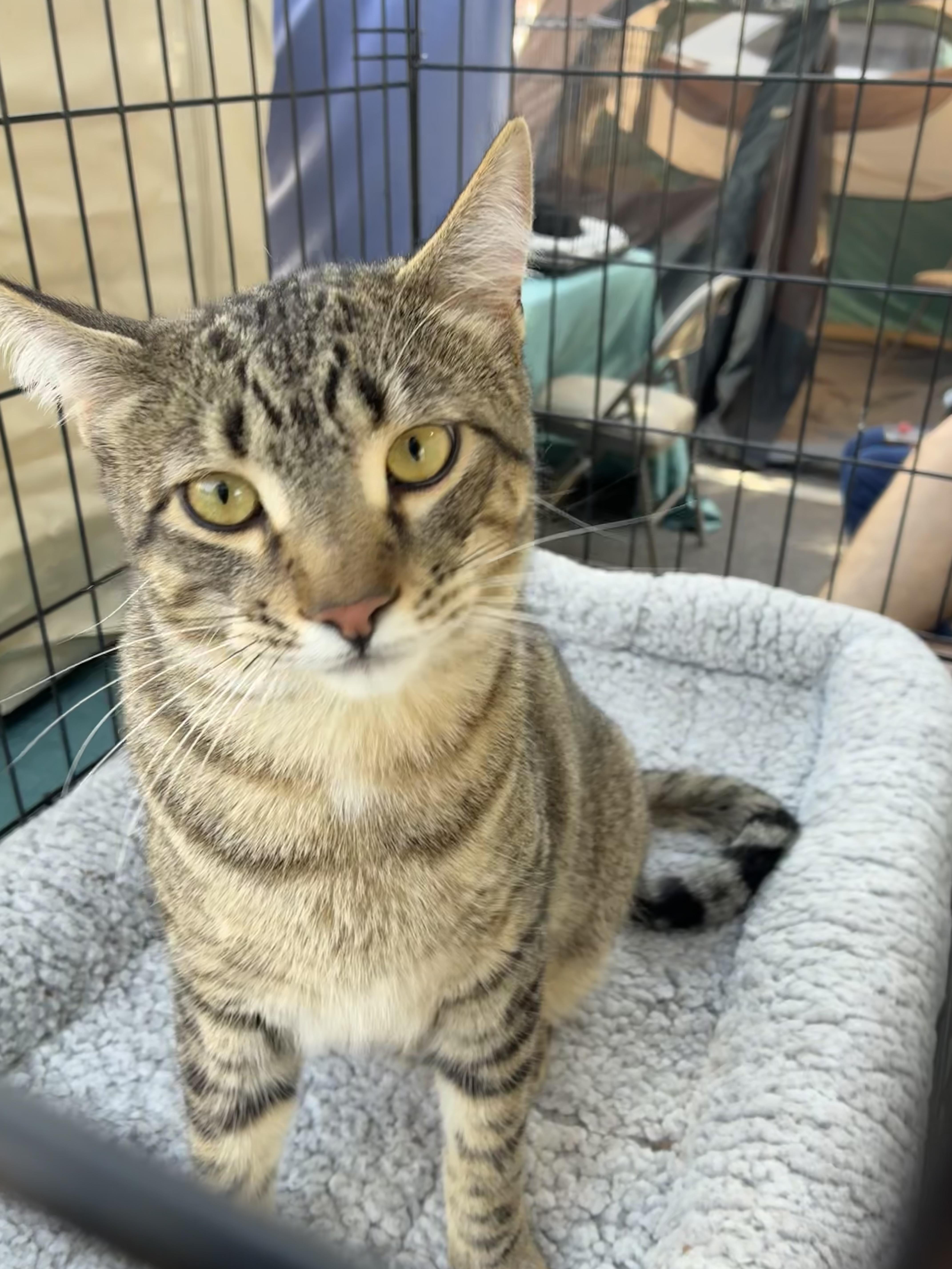 Enlarge Samwise, a ADOPTABLE mixed breed in Santa Cruz, CA image 2/3