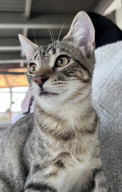 Enlarge Samwise, a ADOPTABLE mixed breed in Santa Cruz, CA image 3/3