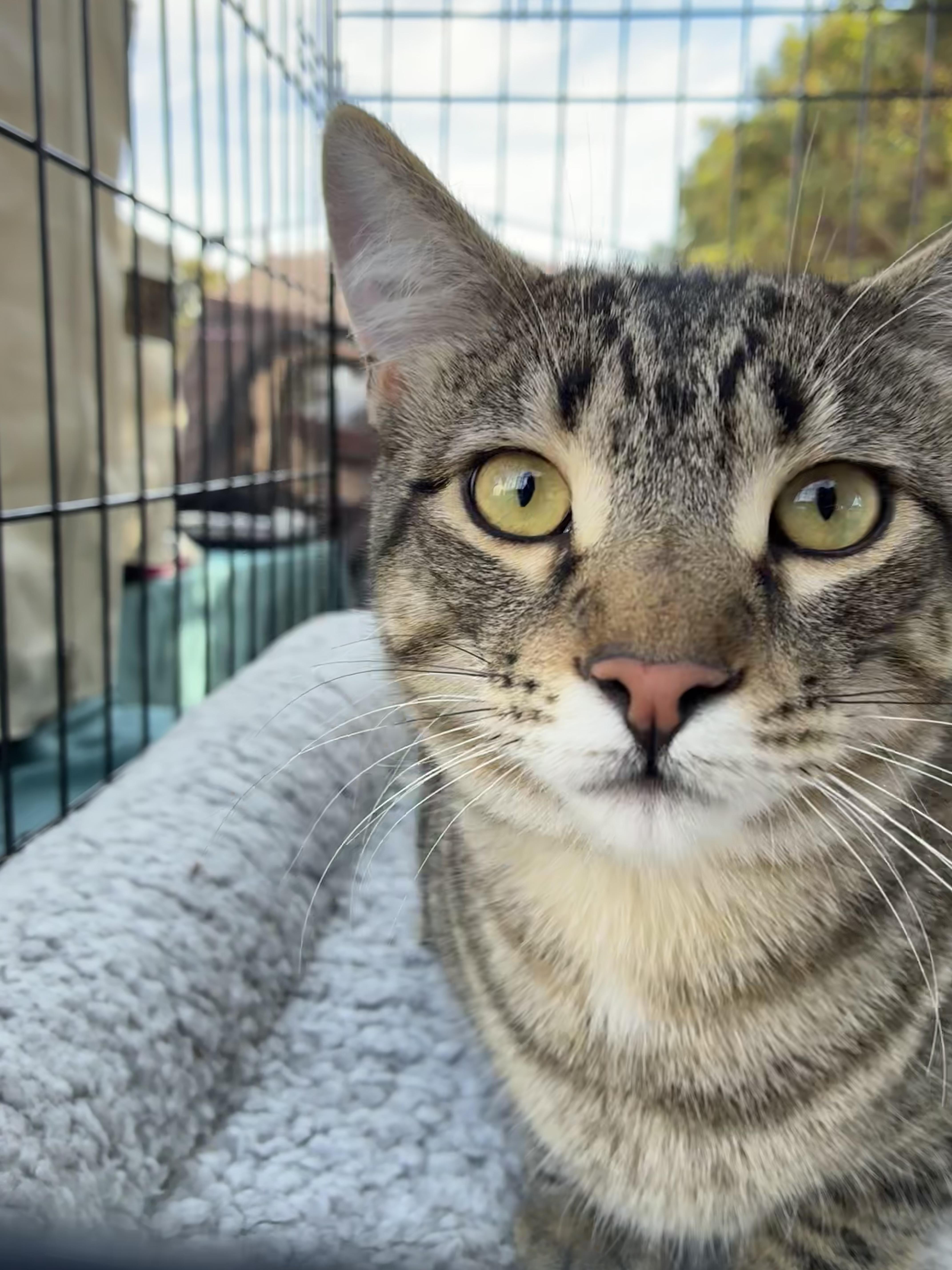 Samwise, ADOPTABLE, Adult Male Domestic Short Hair.