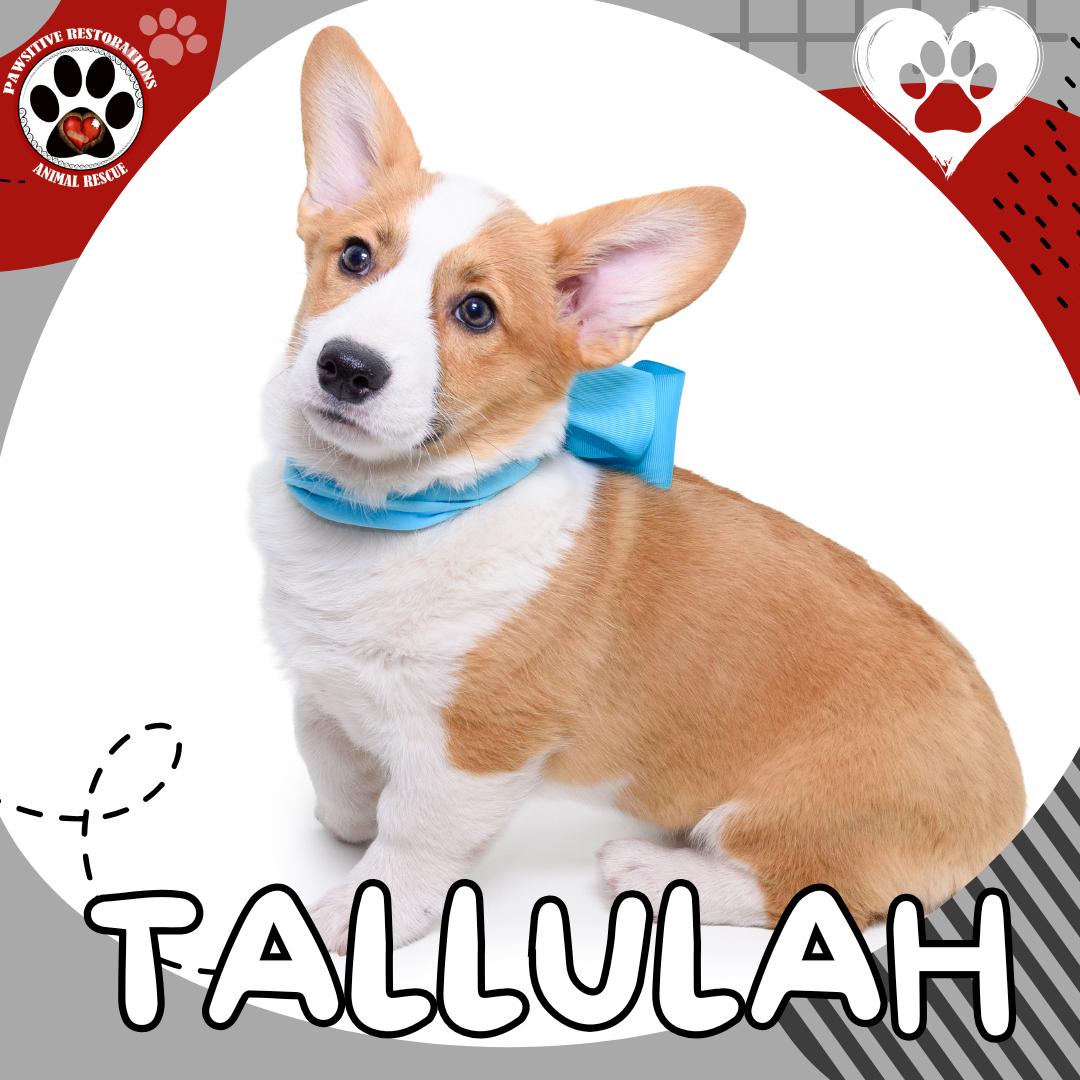 TALLULAH, Adoptable, Puppy Female Pembroke Welsh Corgi.