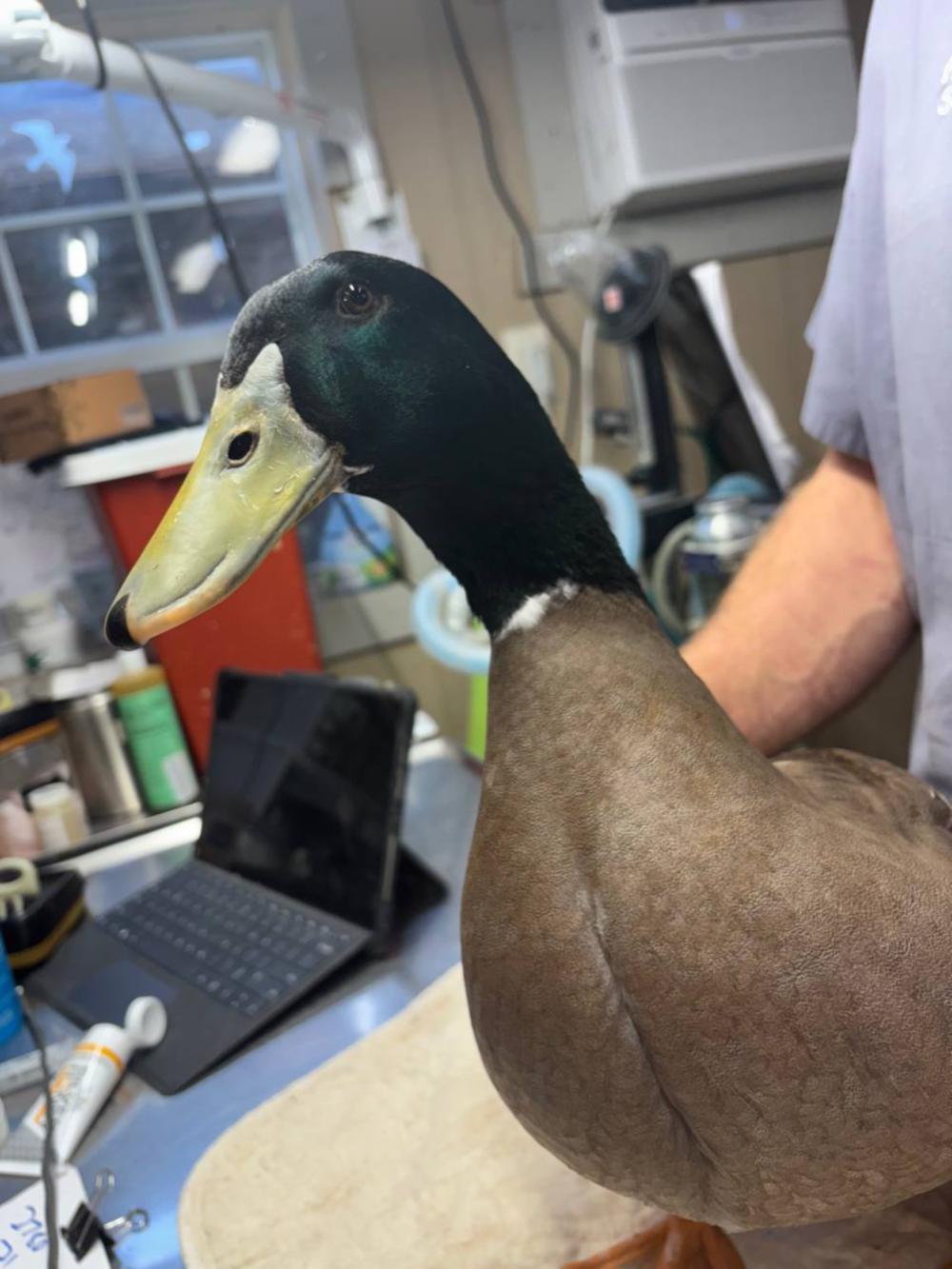 Enlarge Levi, a ADOPTABLE Duck in Indian Trail, NC image 1/1