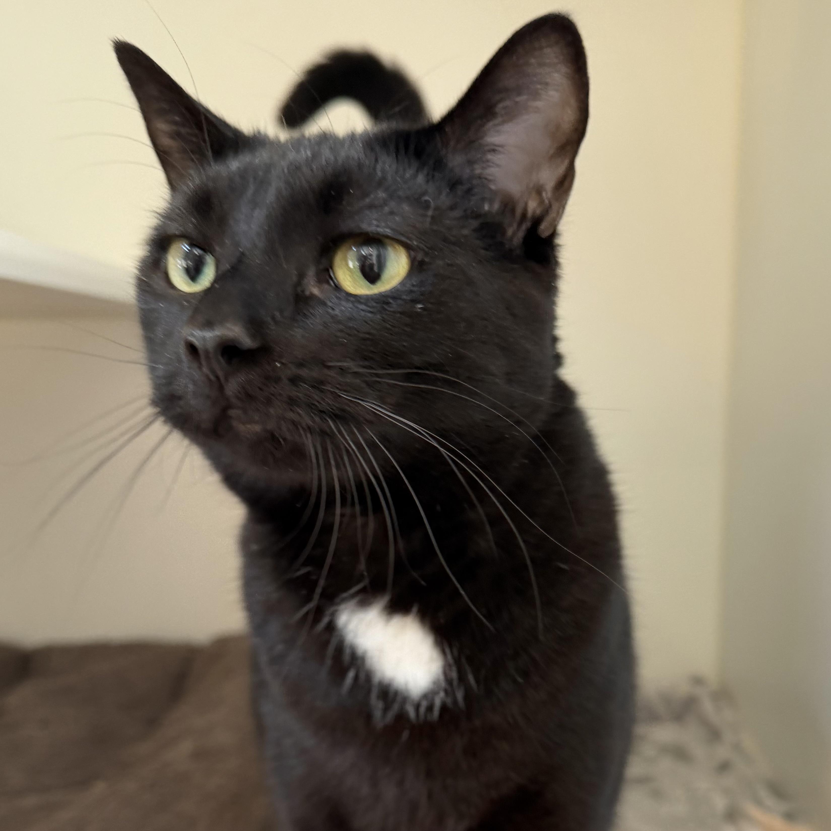 Enlarge Jasmine, an adoptable mixed breed in Libertyville, IL image 2/5