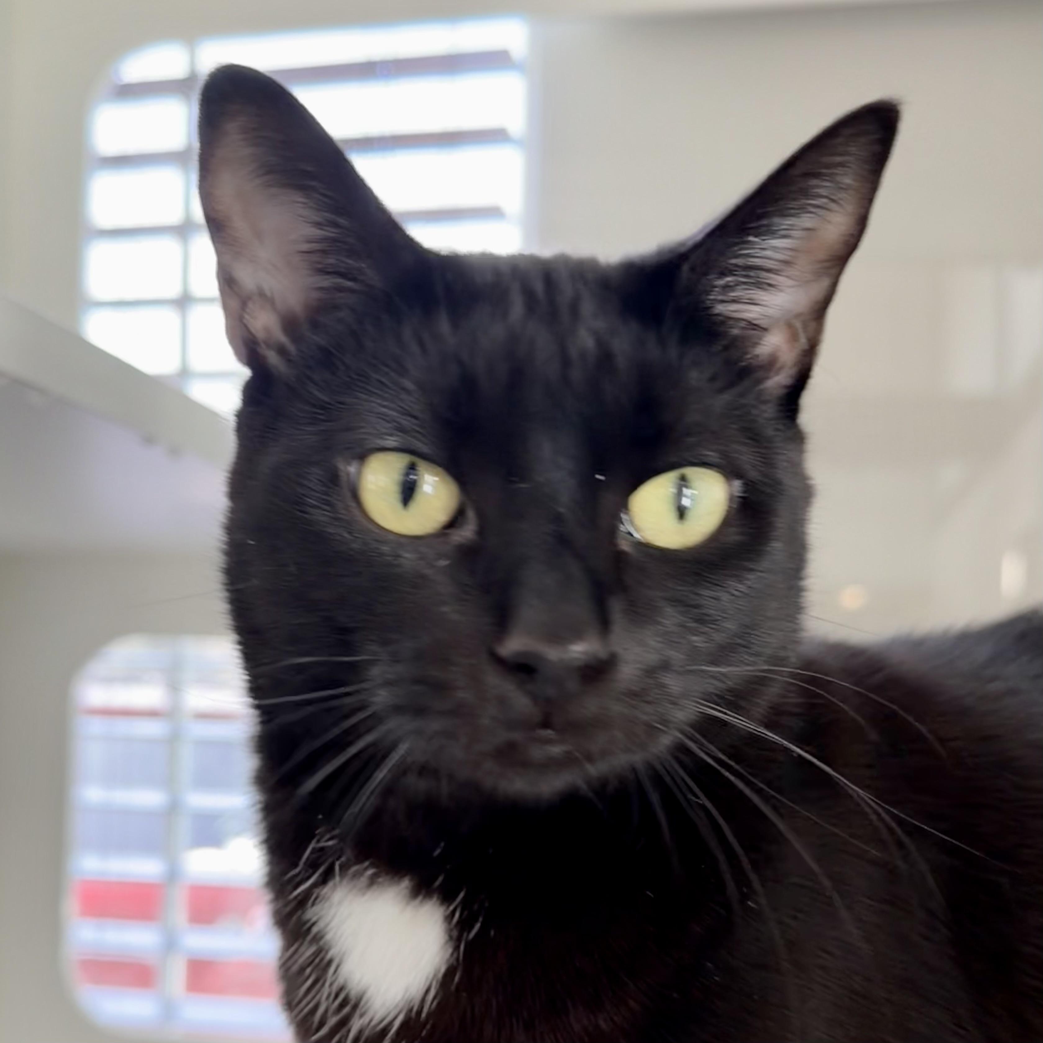 Enlarge Jasmine, an adoptable mixed breed in Libertyville, IL image 1/5