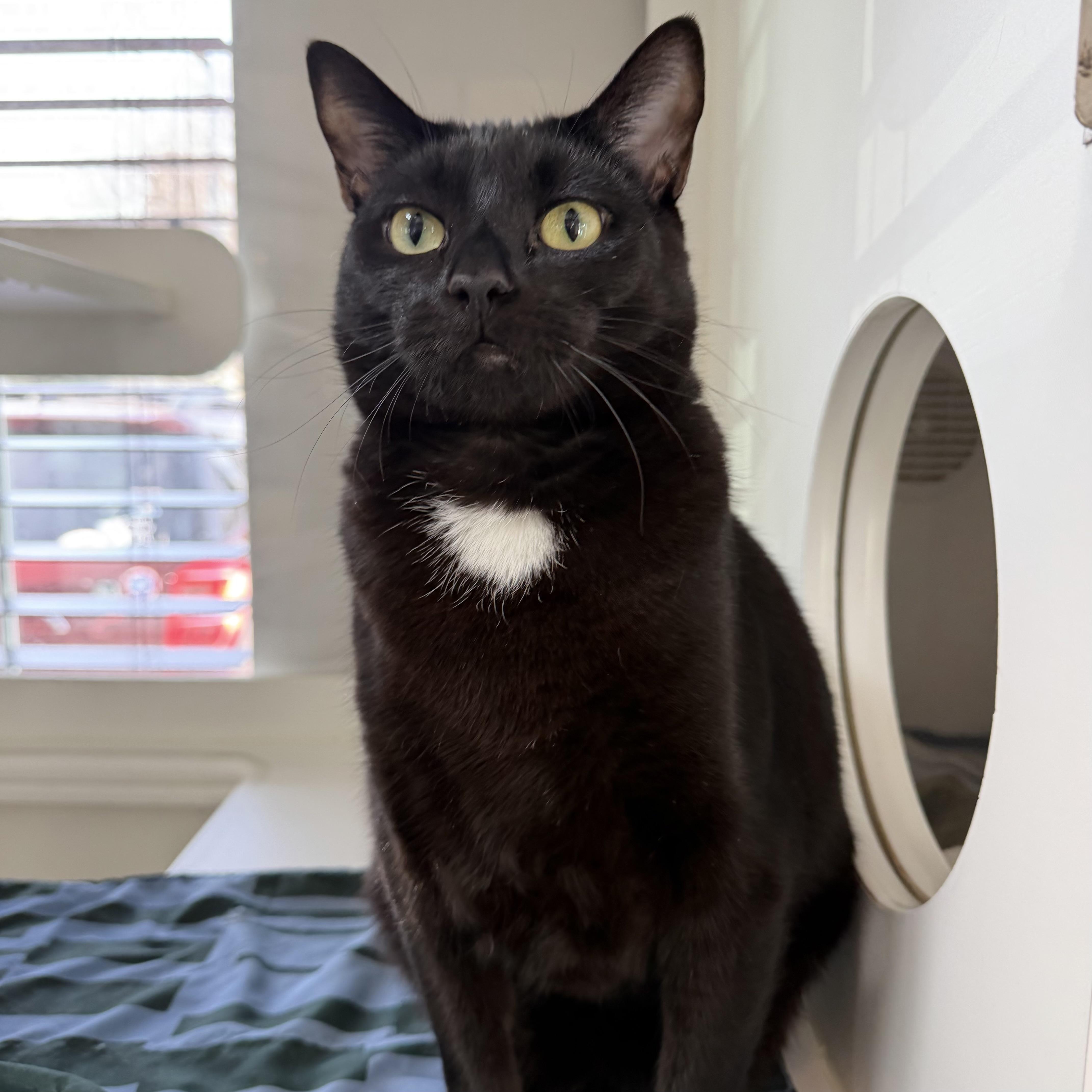 Enlarge Jasmine, an adoptable mixed breed in Libertyville, IL image 5/5