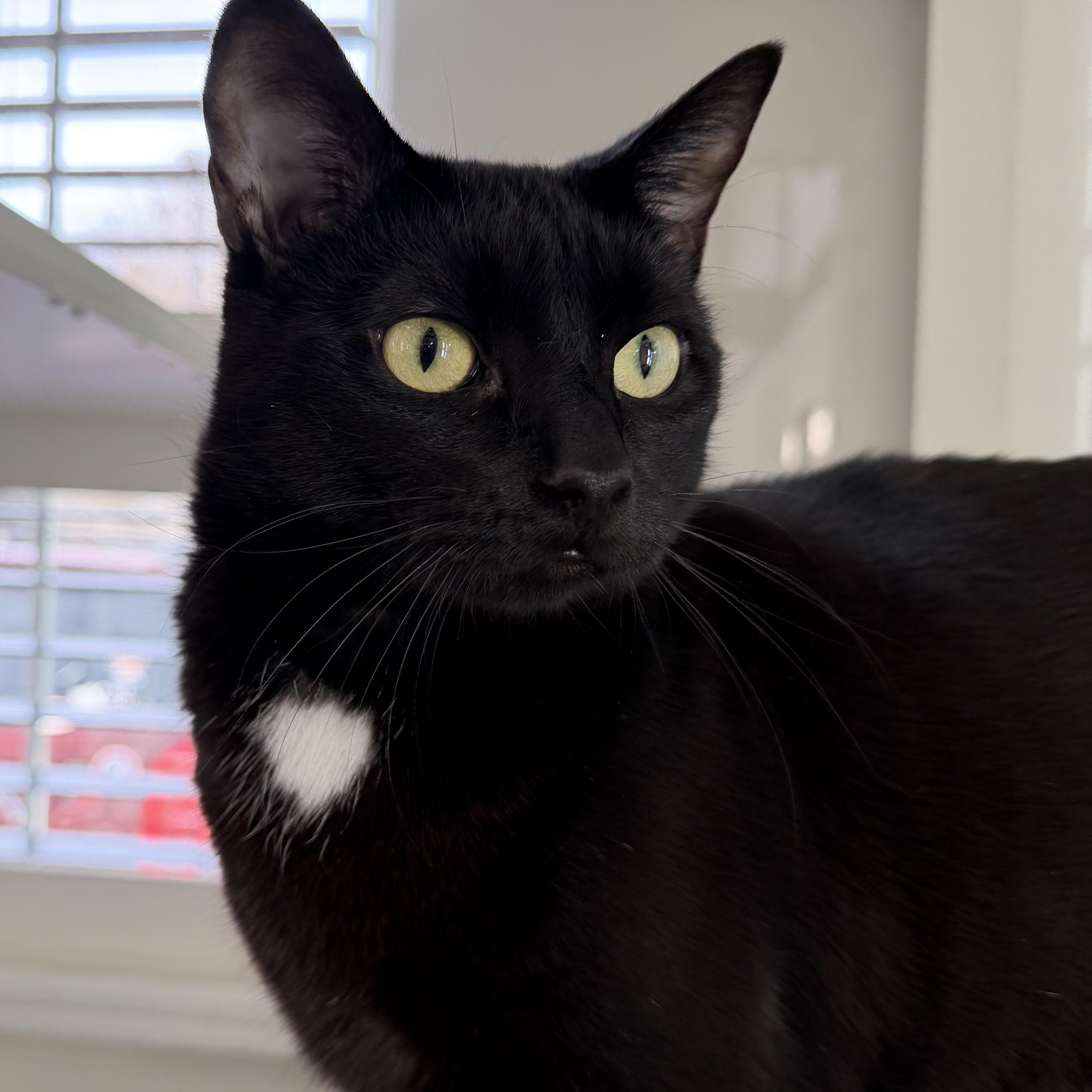 Enlarge Jasmine, an adoptable mixed breed in Libertyville, IL image 4/5