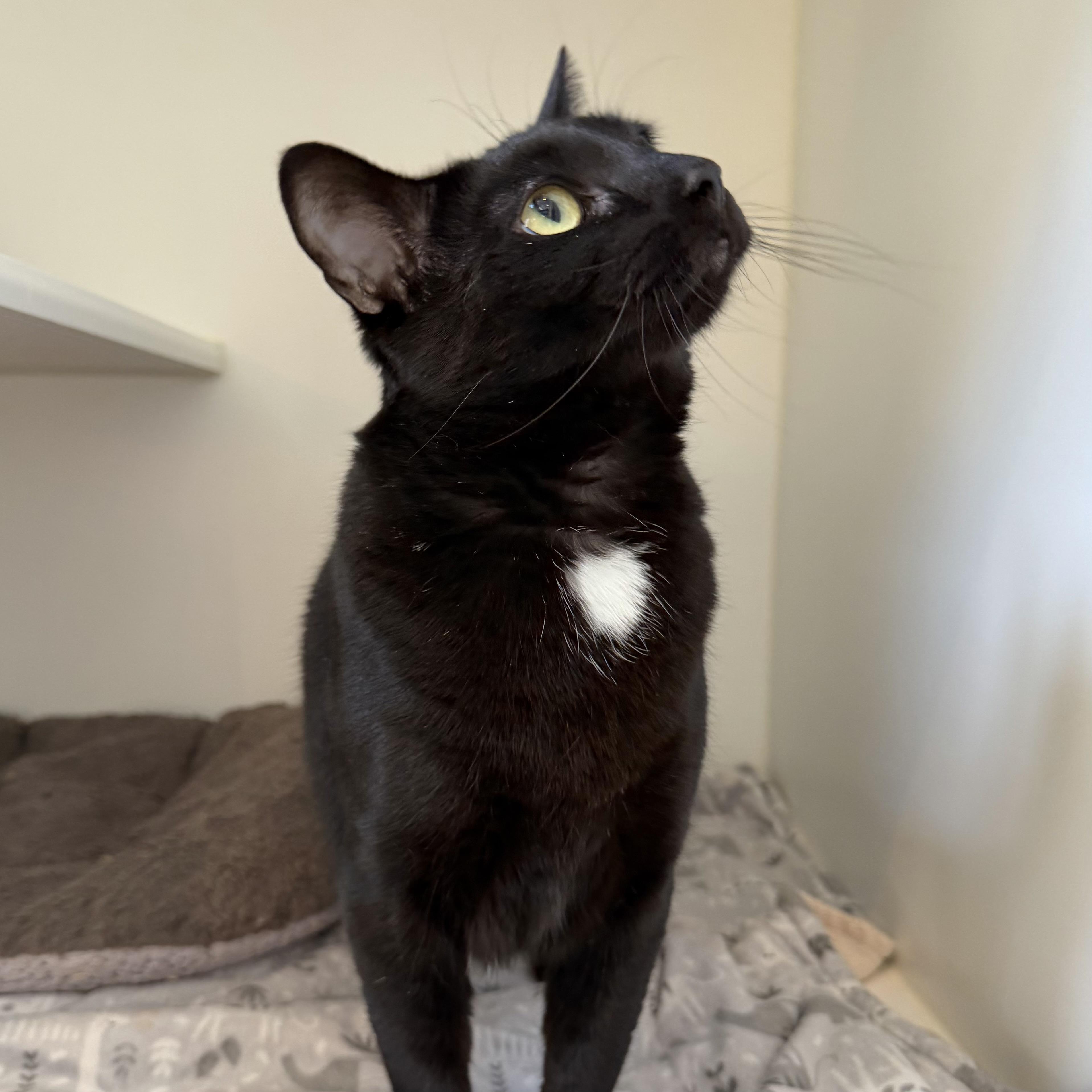 Enlarge Jasmine, an adoptable mixed breed in Libertyville, IL image 3/5