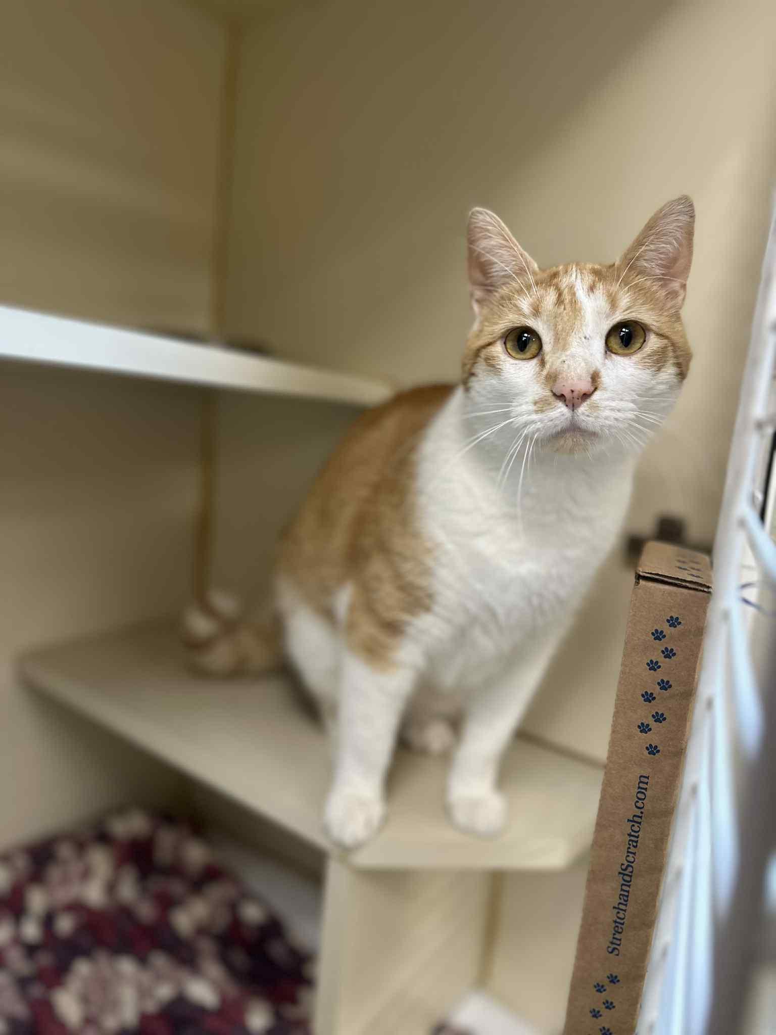 Texas, a Adoptable Domestic Short Hair in Myerstown, PA image 5/5