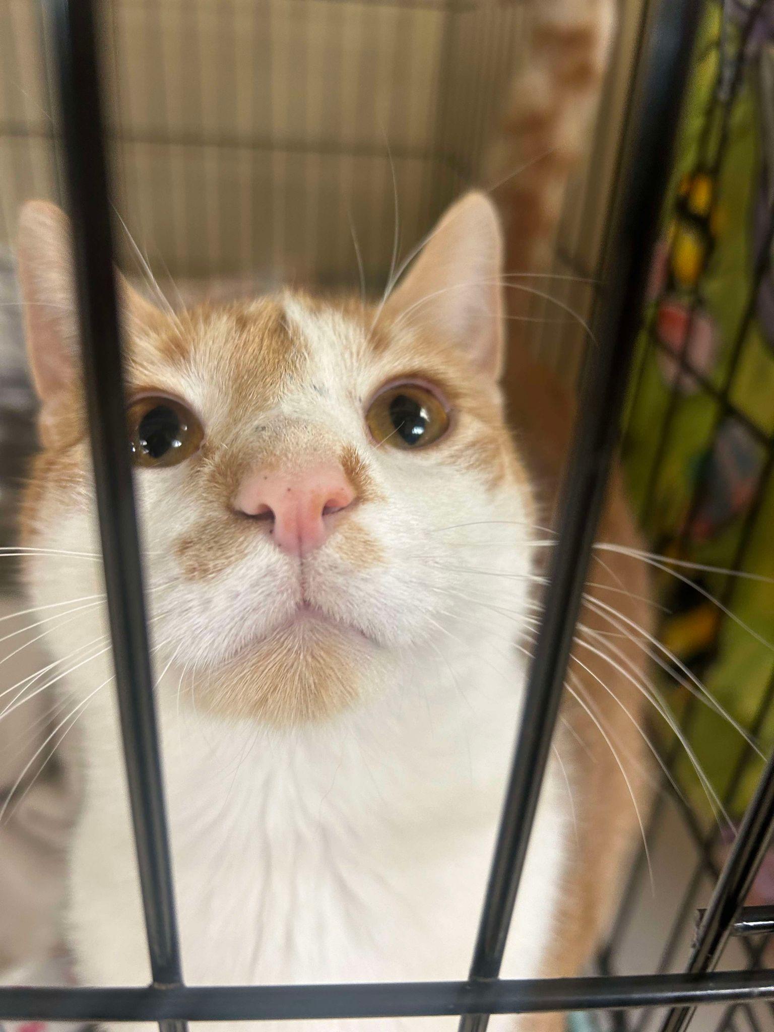 Texas, a Adoptable Domestic Short Hair in Myerstown, PA image 3/5