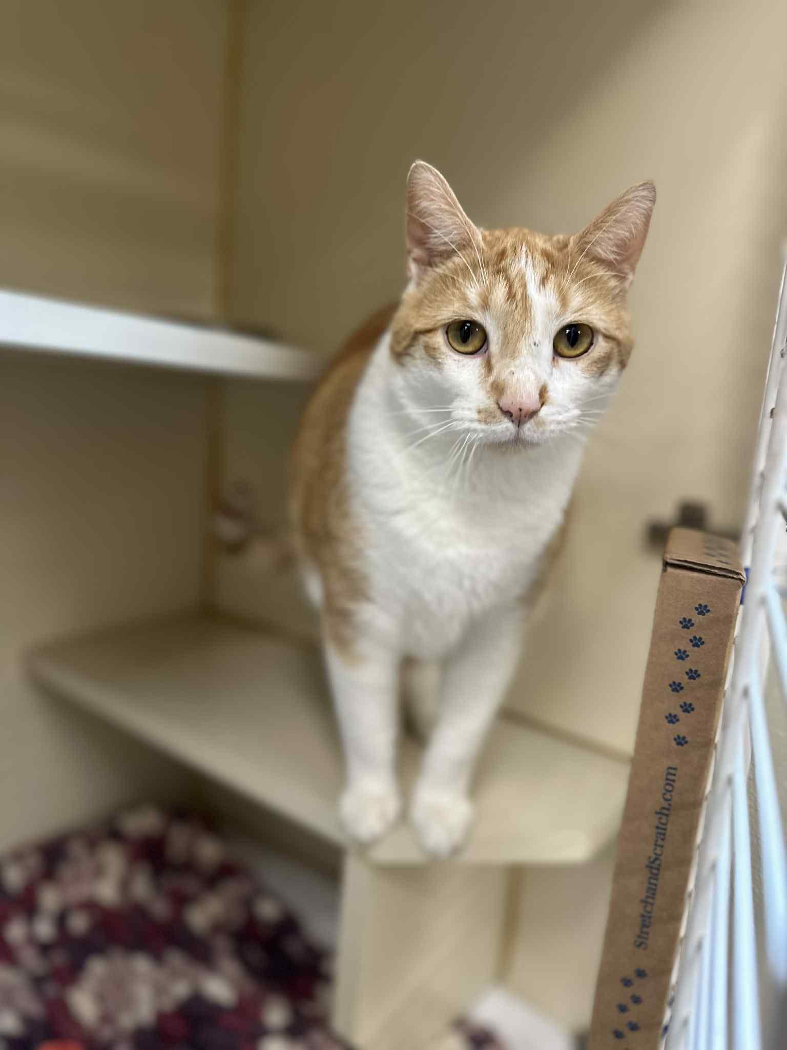 Texas, a Adoptable Domestic Short Hair in Myerstown, PA image 4/5