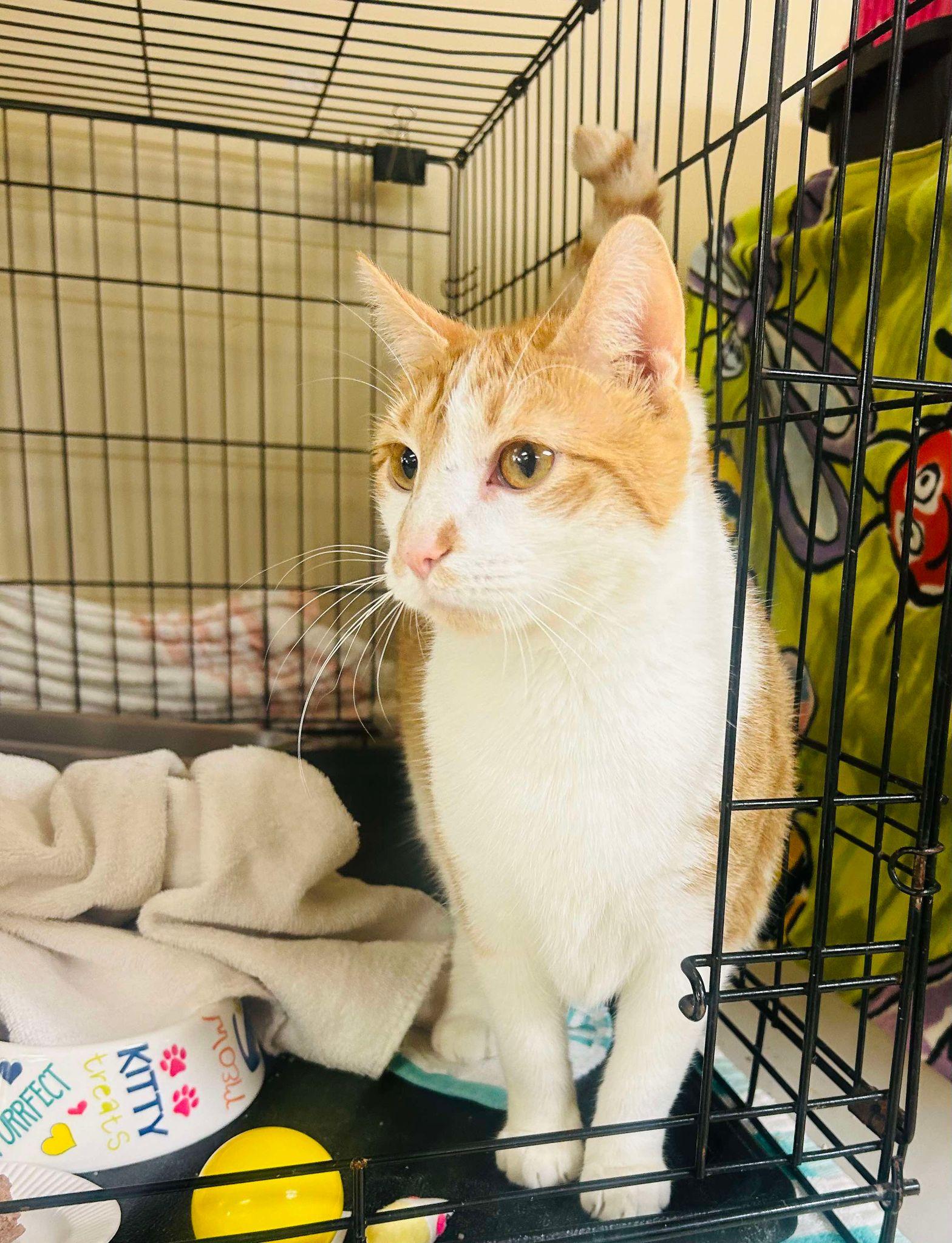 Texas, a Adoptable Domestic Short Hair in Myerstown, PA image 2/5