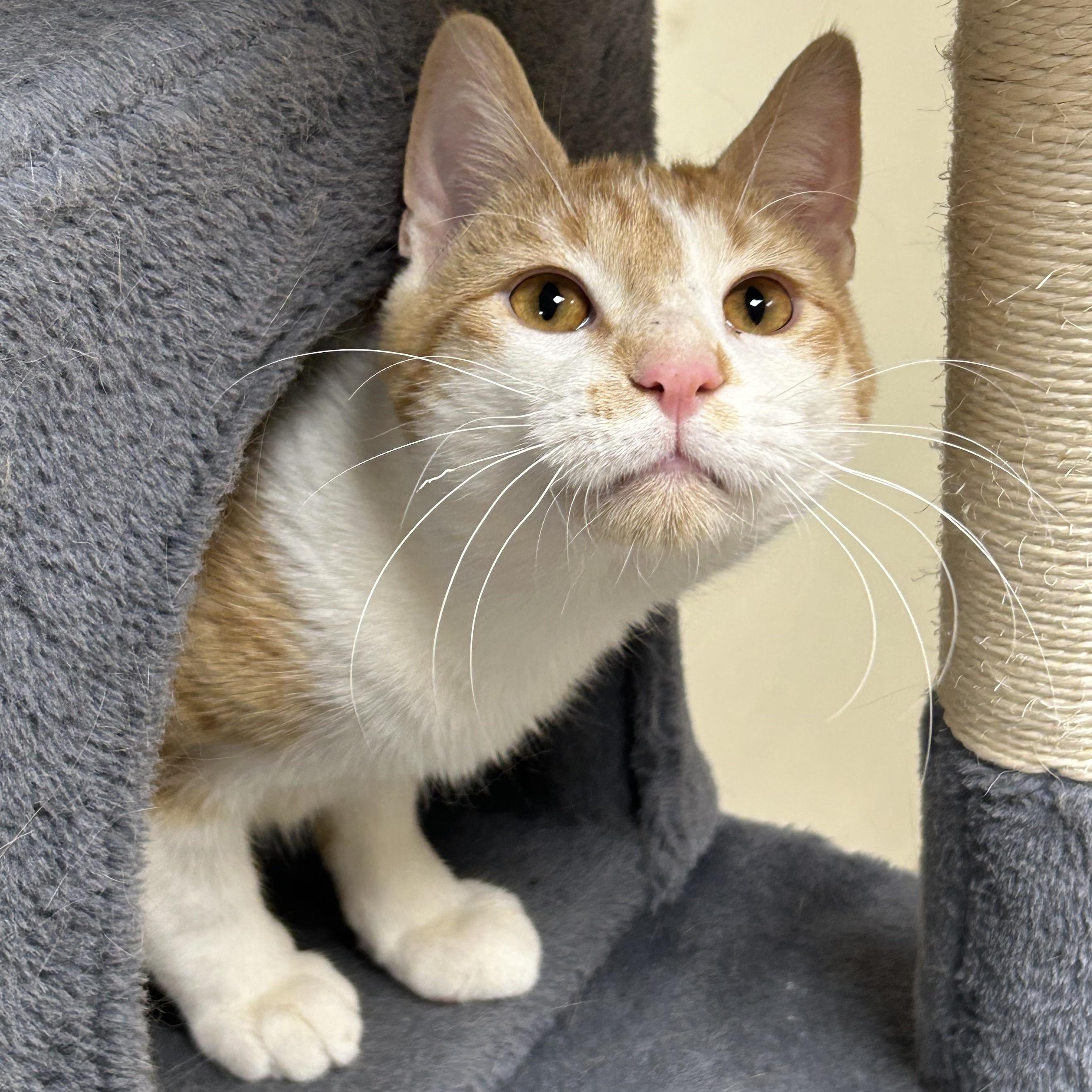 Texas, Adoptable, Adult Male Domestic Short Hair.