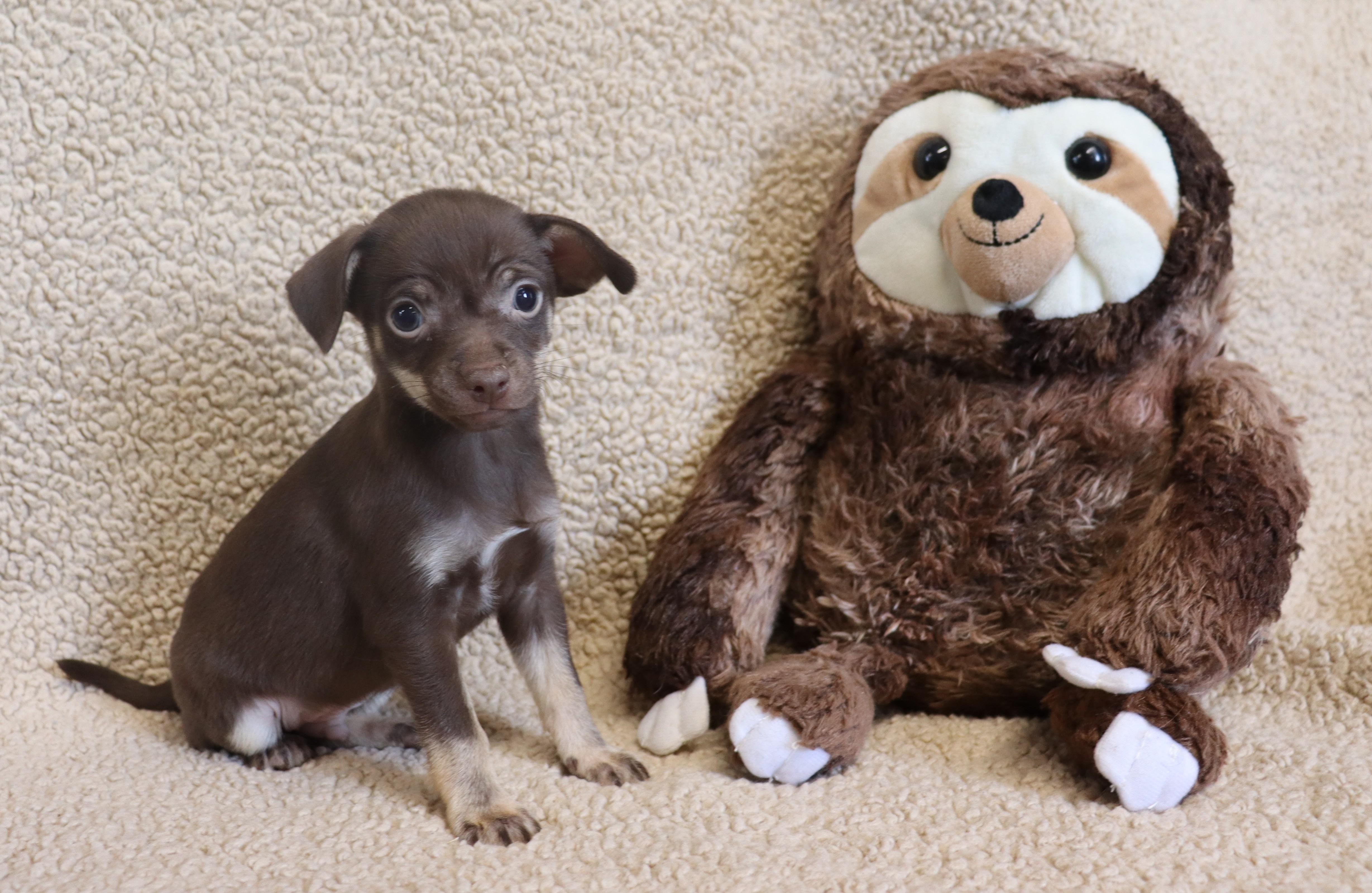 Enlarge Paul, a ADOPTABLE Chihuahua in Virginia Beach, VA image 1/6