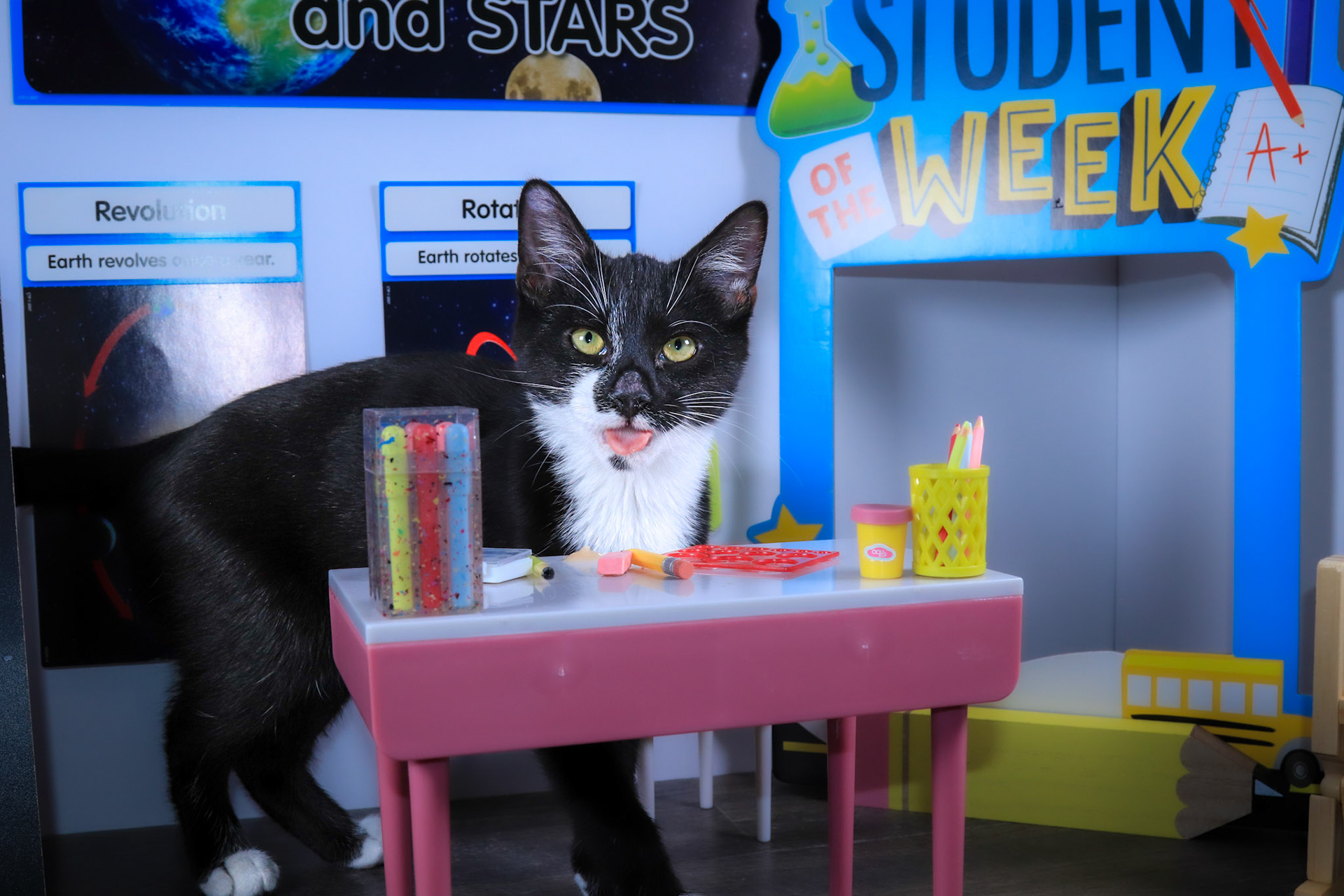 Enlarge Fish (Gil), a Adoptable mixed breed in Parker, TX image 5/6