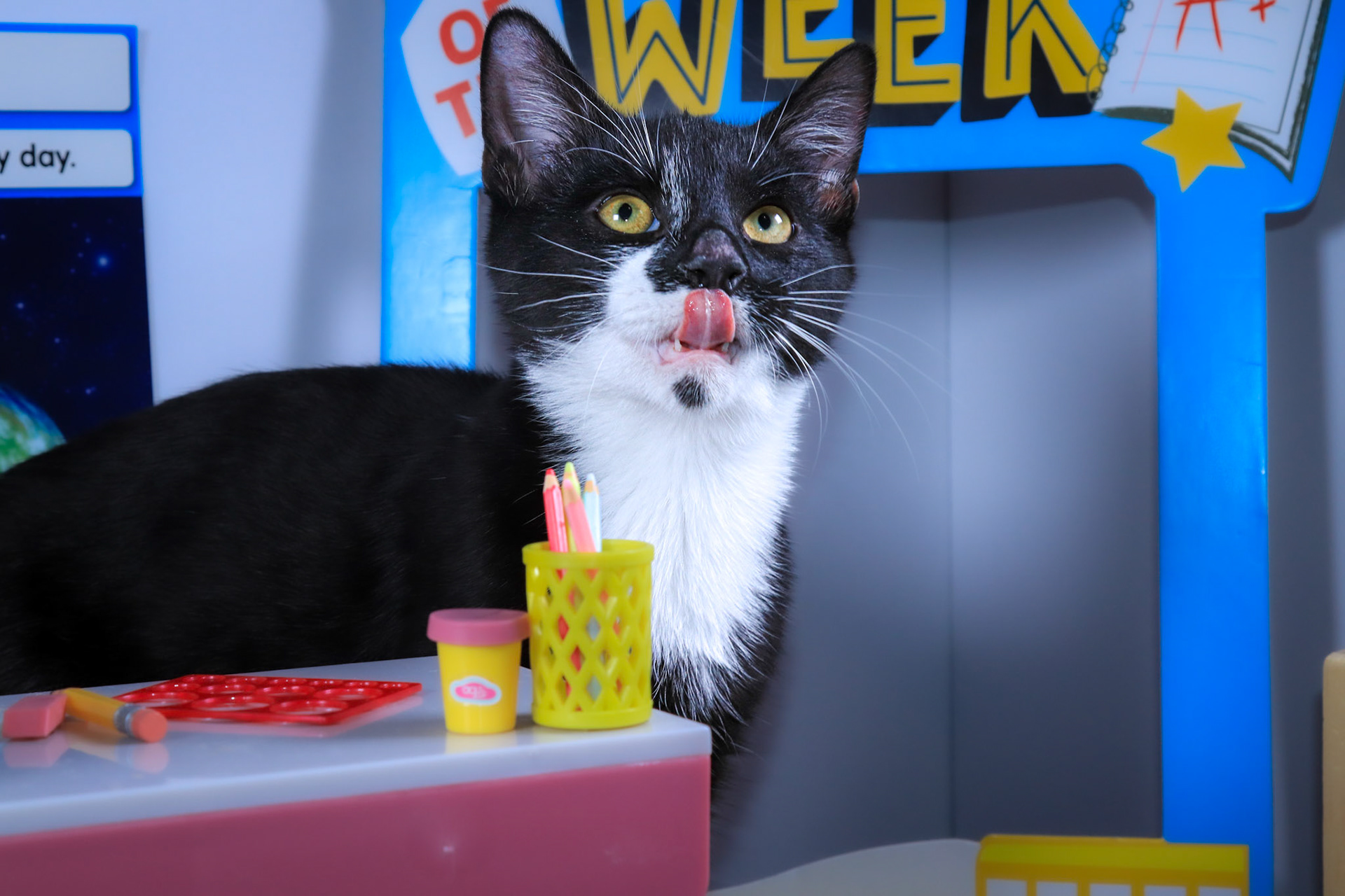 Fish (Gil), Adoptable, Young Male Tuxedo & Domestic Short Hair.