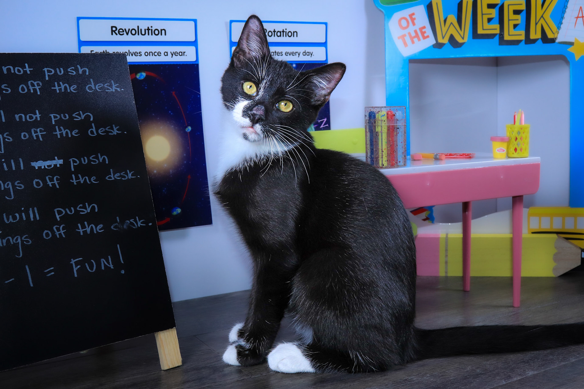 Enlarge Fish (Gil), a Adoptable mixed breed in Parker, TX image 2/6