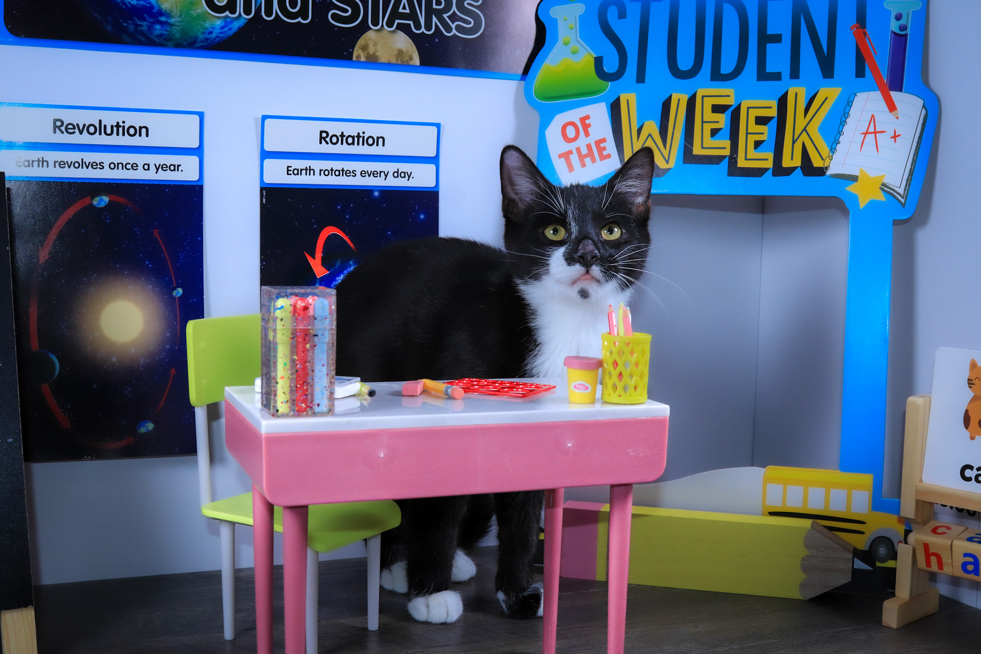 Enlarge Fish (Gil), a Adoptable mixed breed in Parker, TX image 6/6