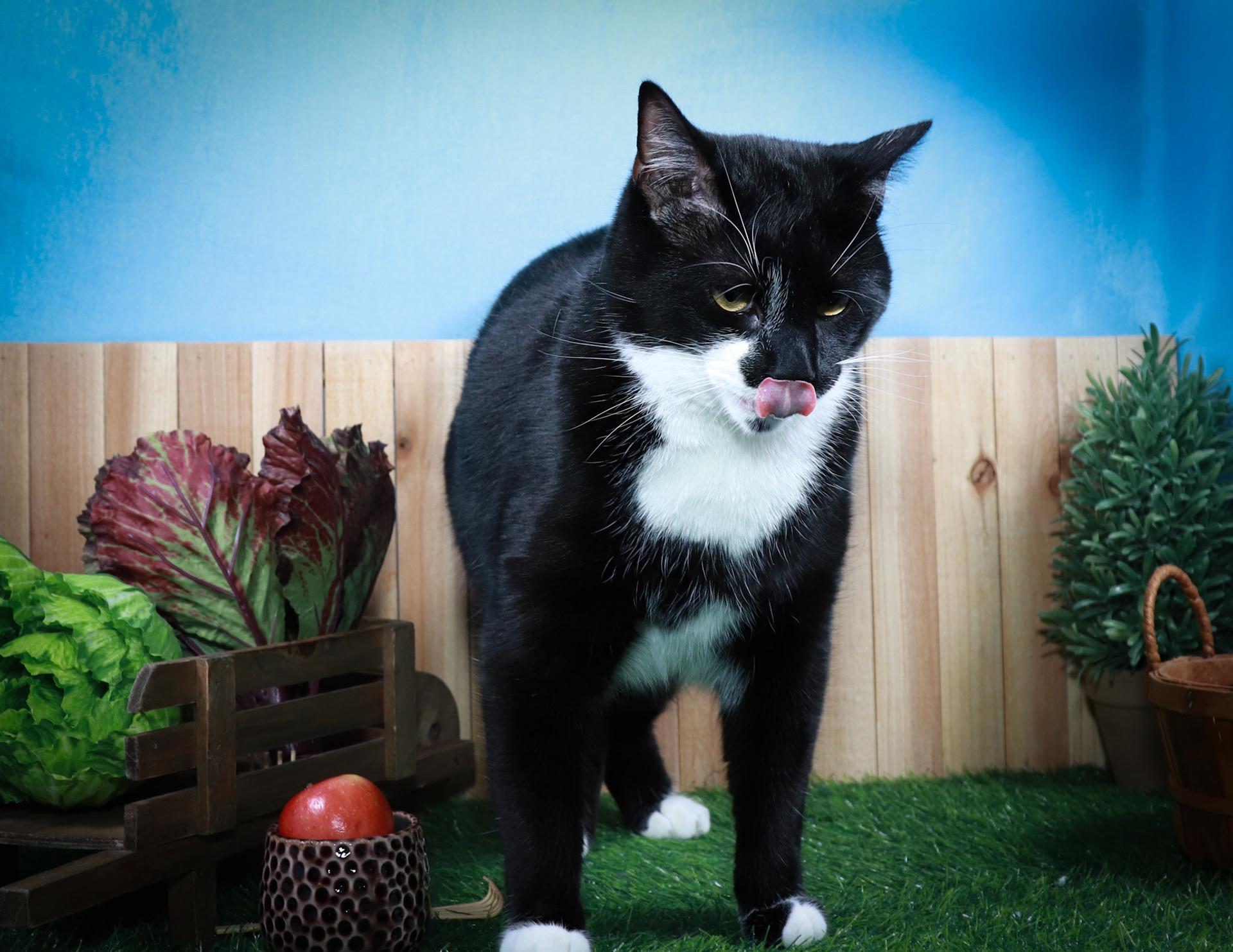 Fish (Gil), a Adoptable mixed breed in Parker, TX image 2/3