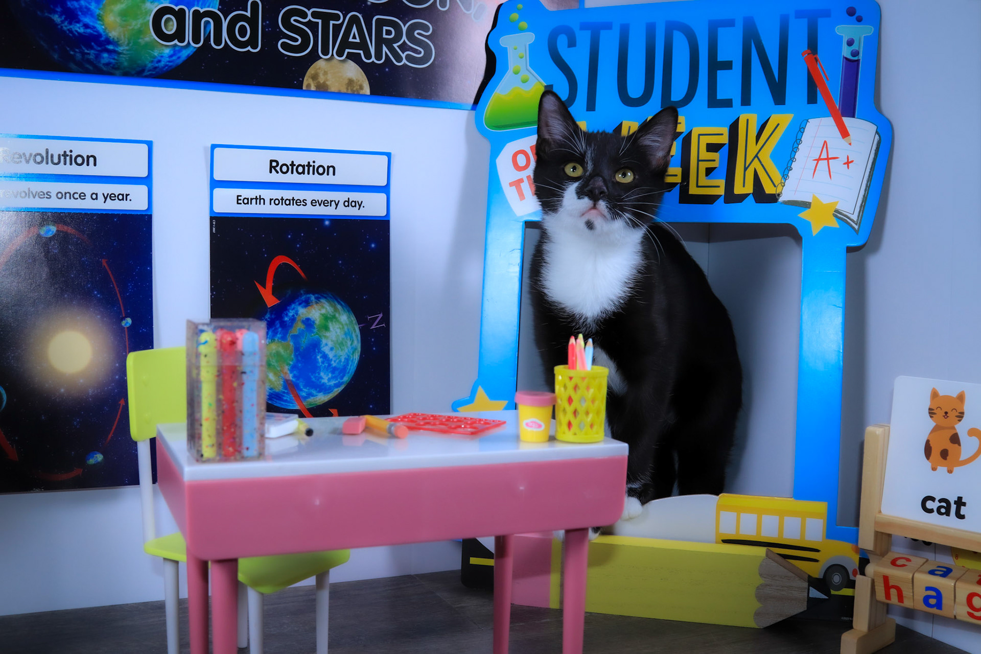 Enlarge Fish (Gil), a Adoptable mixed breed in Parker, TX image 3/6