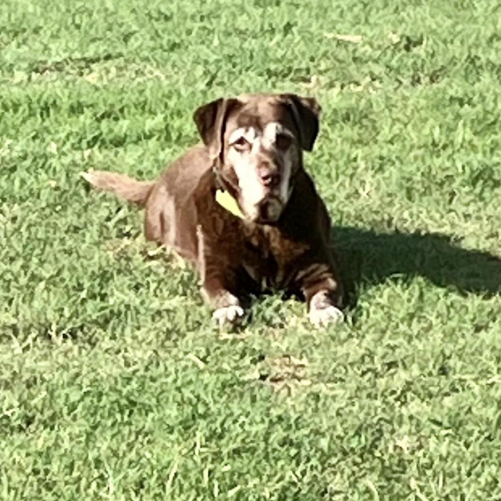 Enlarge Mazzy, a Adoptable Chocolate Labrador Retriever in Tanner, AL image 1/1