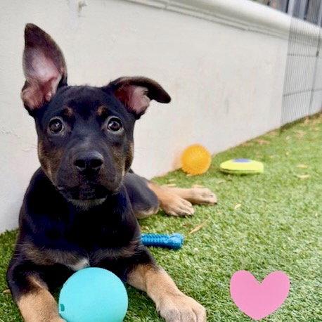 Avalon, Adoptable, Young Female German Shepherd Dog.