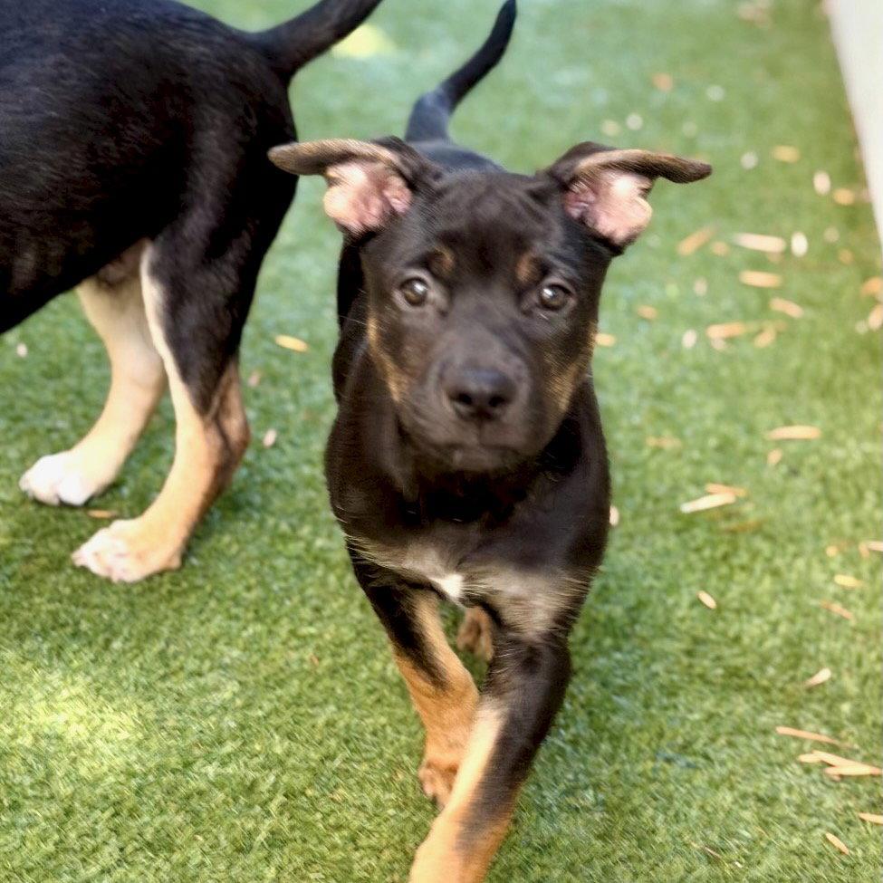 Enlarge Avalon, a Adoptable German Shepherd Dog in San Juan Capistrano, CA image 3/3
