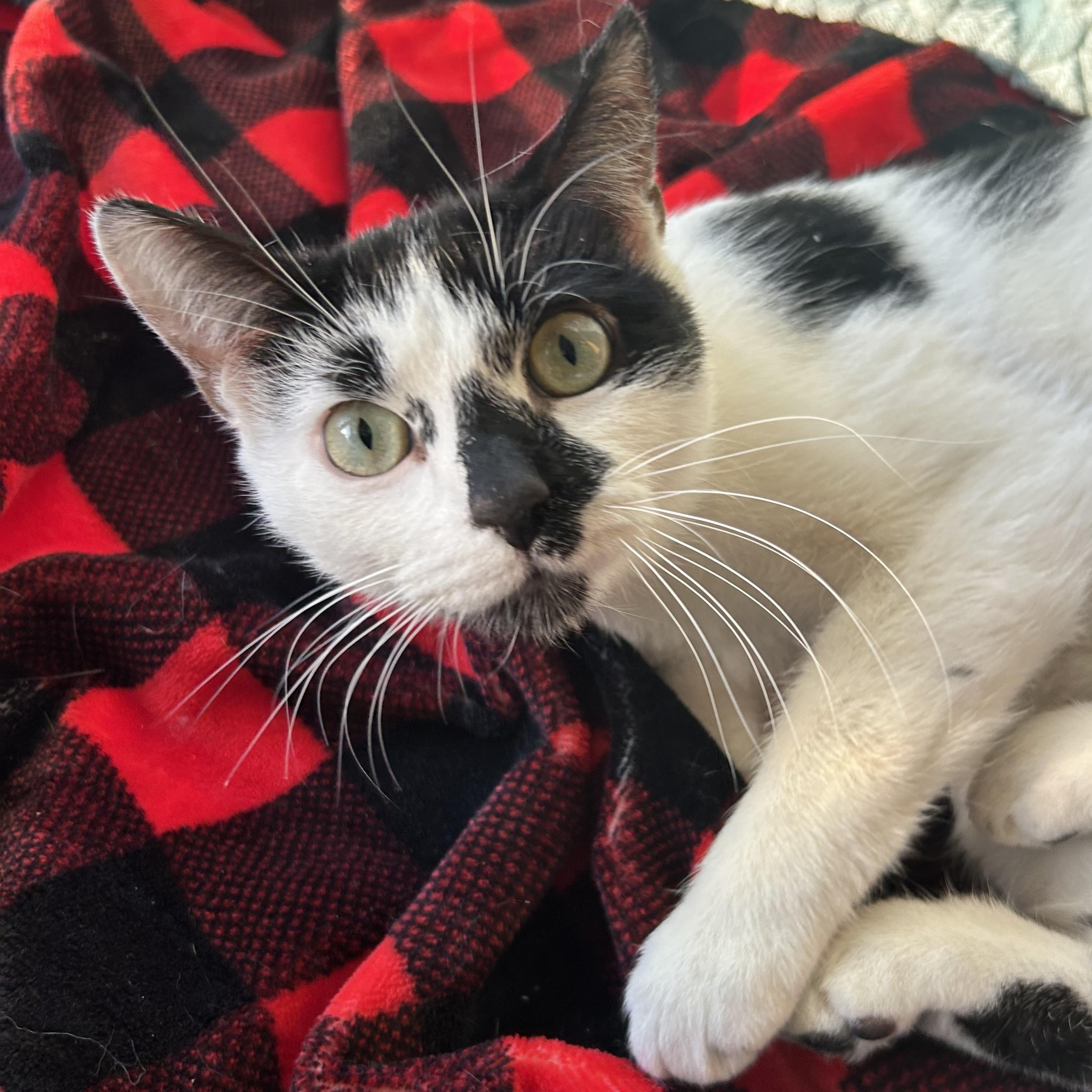 Enlarge Anastasia , a Adoptable Domestic Short Hair in Madison Heights, MI image 2/3