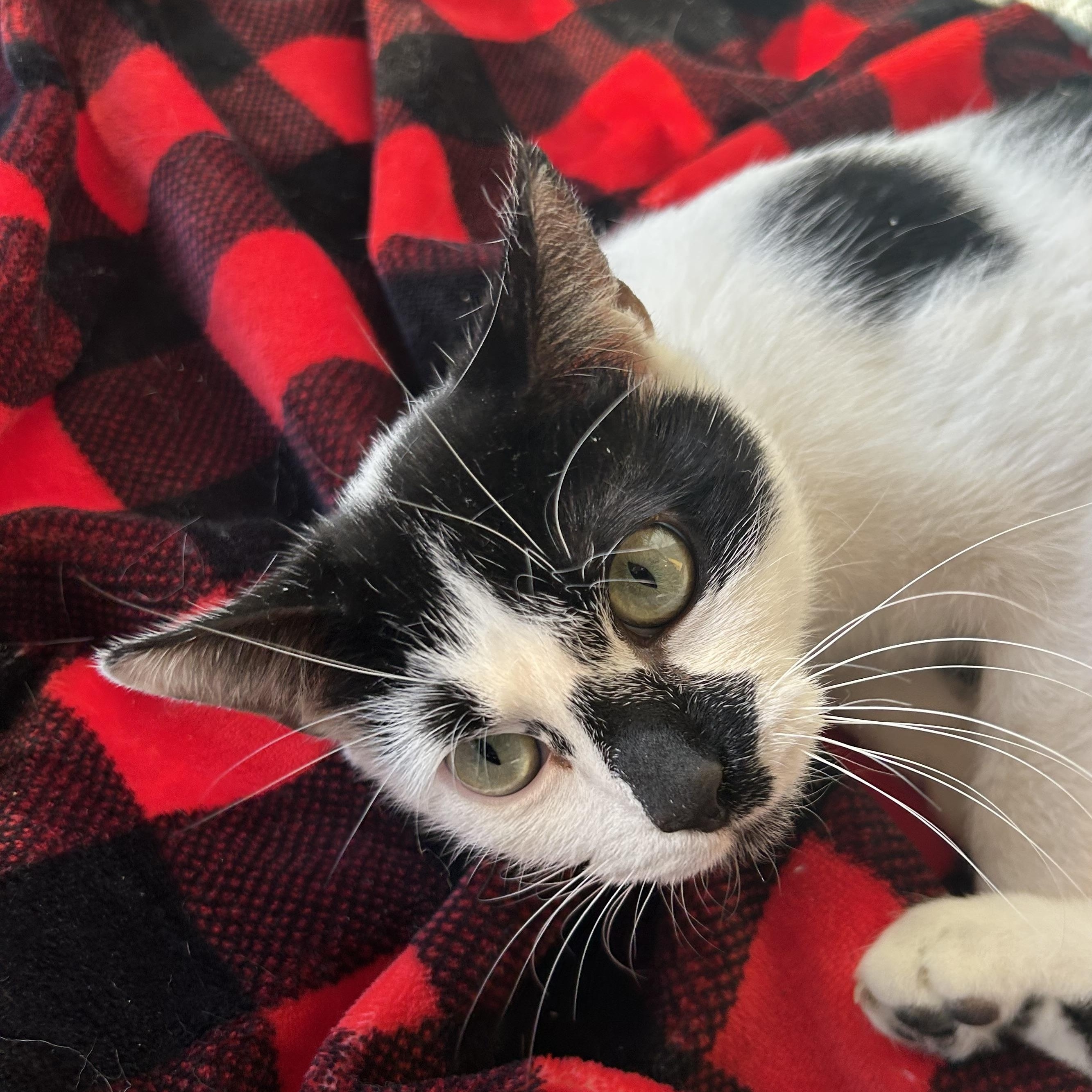 Enlarge Anastasia , a Adoptable Domestic Short Hair in Madison Heights, MI image 3/3