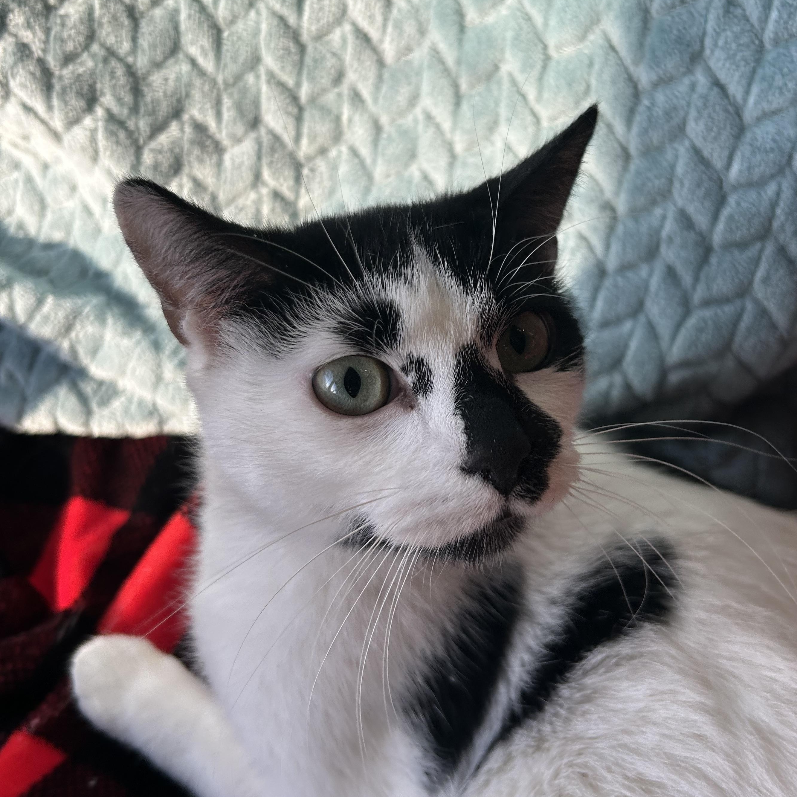 Enlarge Anastasia , a Adoptable Domestic Short Hair in Madison Heights, MI image 1/3