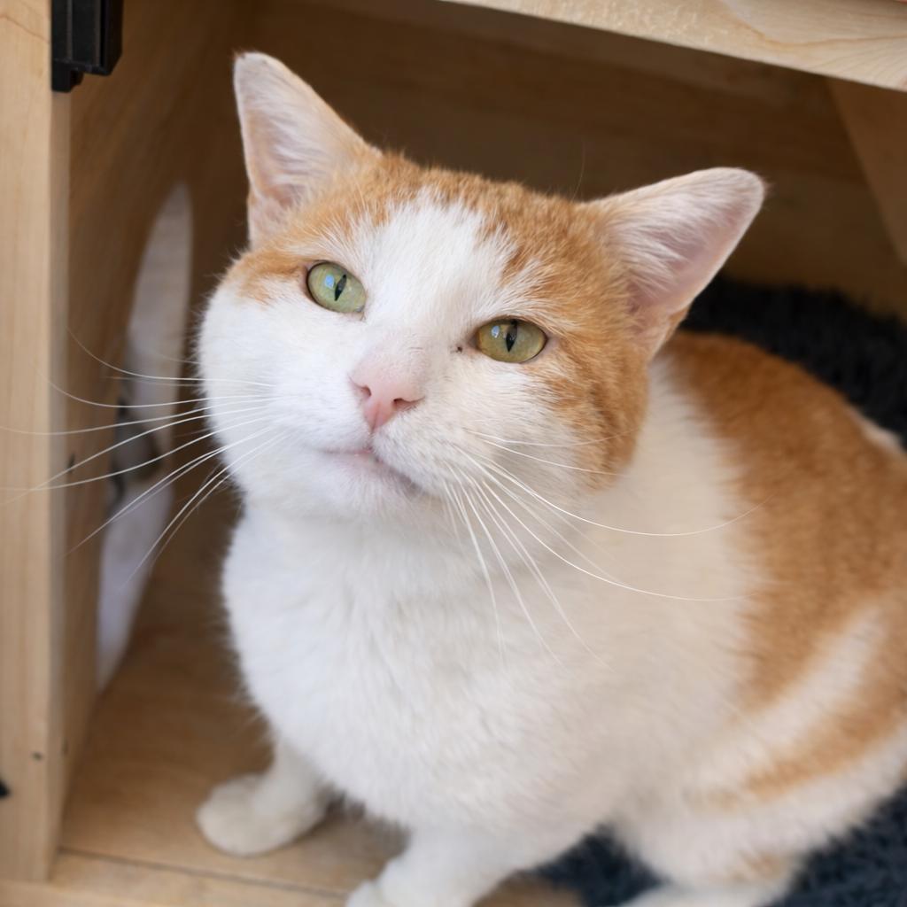 Scrappy, ADOPTABLE, Young Male Domestic Short Hair.